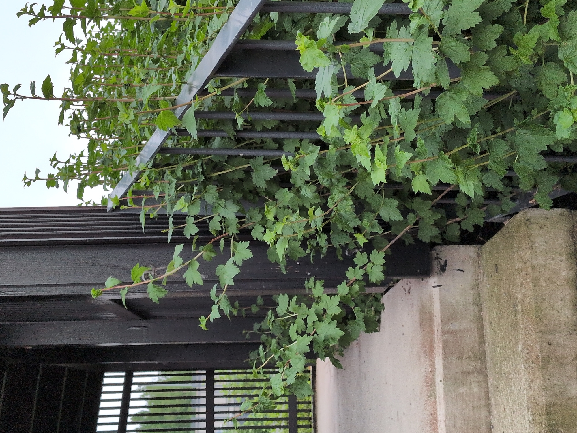 Residential area views in Vantaa with weathered stairs and apartment building