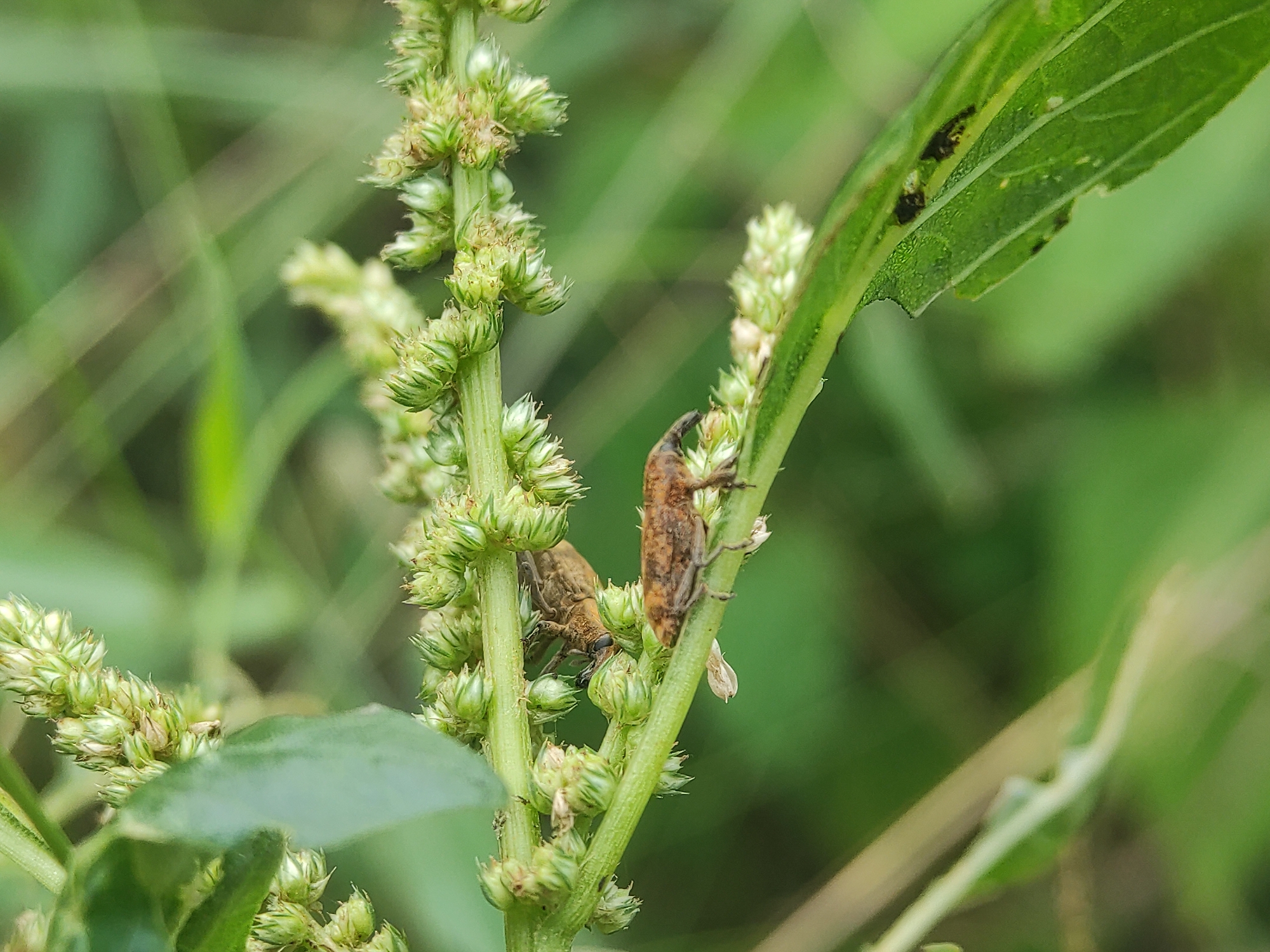 Weevils and spider spotted on flowering plants in Lhokseumawe
