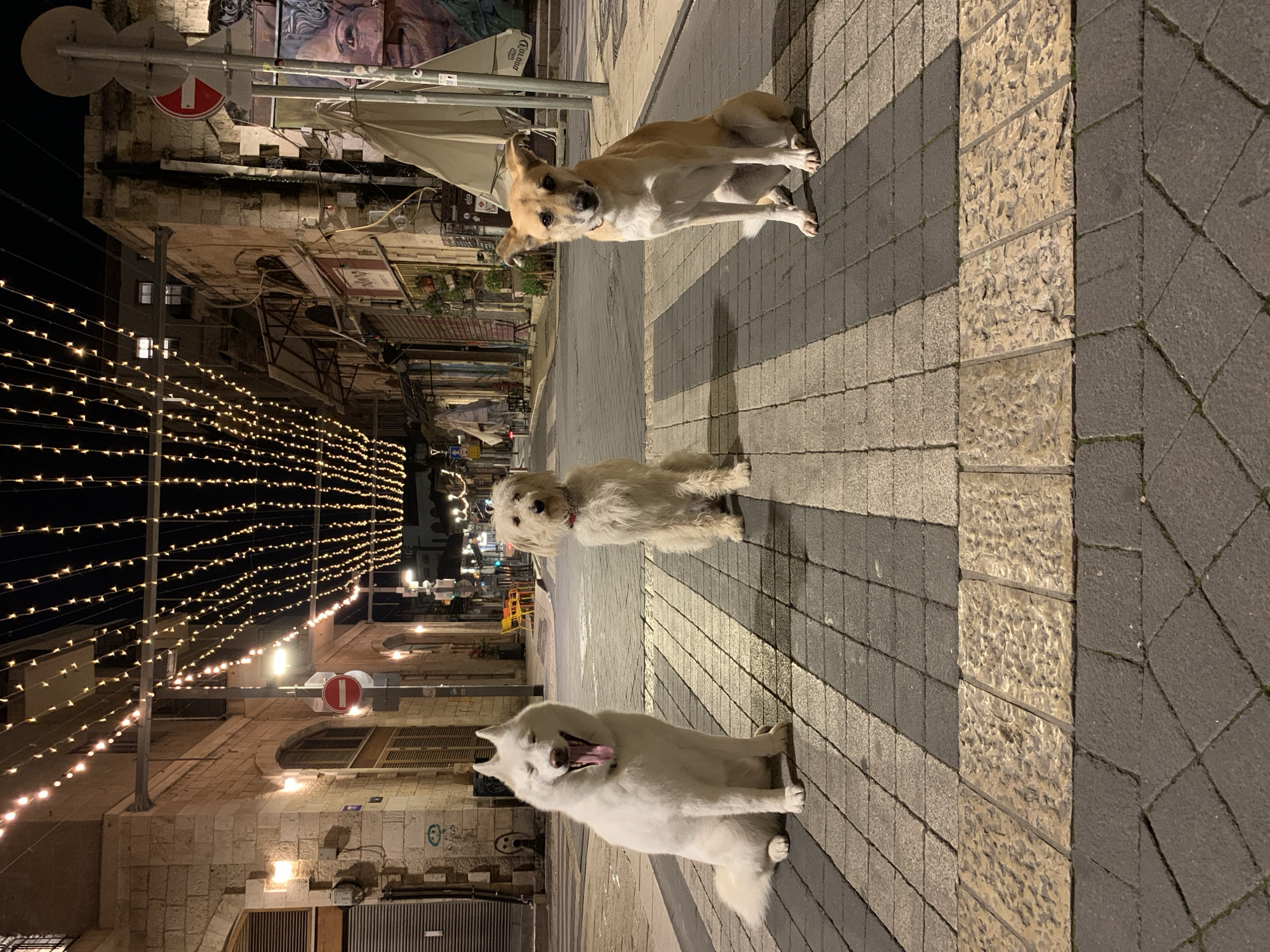Dogs spotted across nighttime Tel Aviv streets and homes