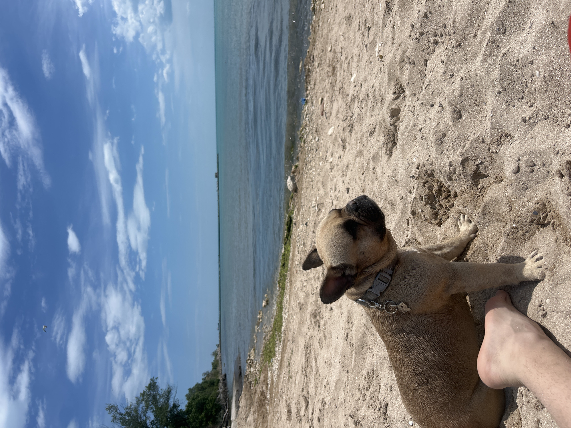 French Bulldog enjoys beach day in Balchik, Bulgaria