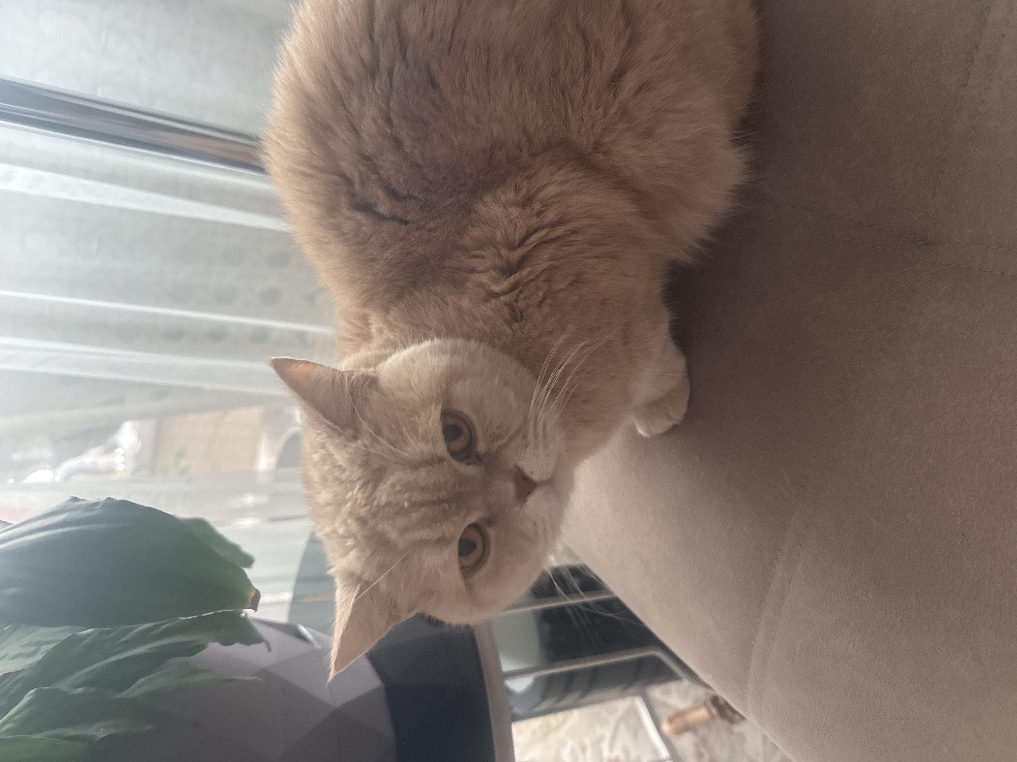 Cat rests on beige sofa indoors Friday afternoon