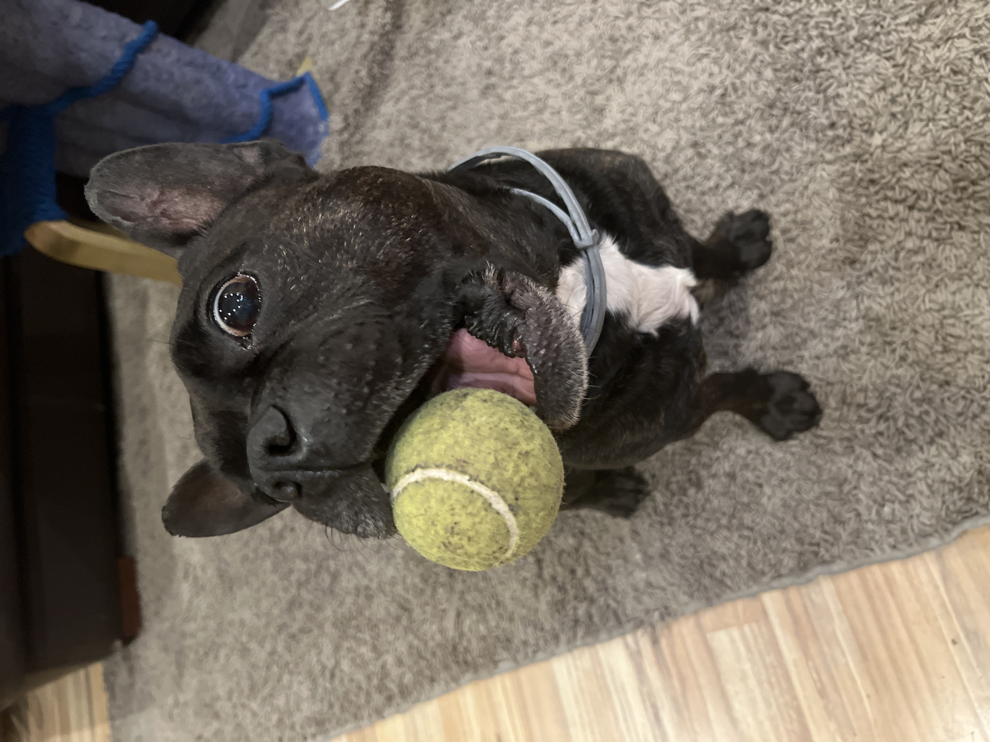 French Bulldog plays with tennis ball in Burgas home