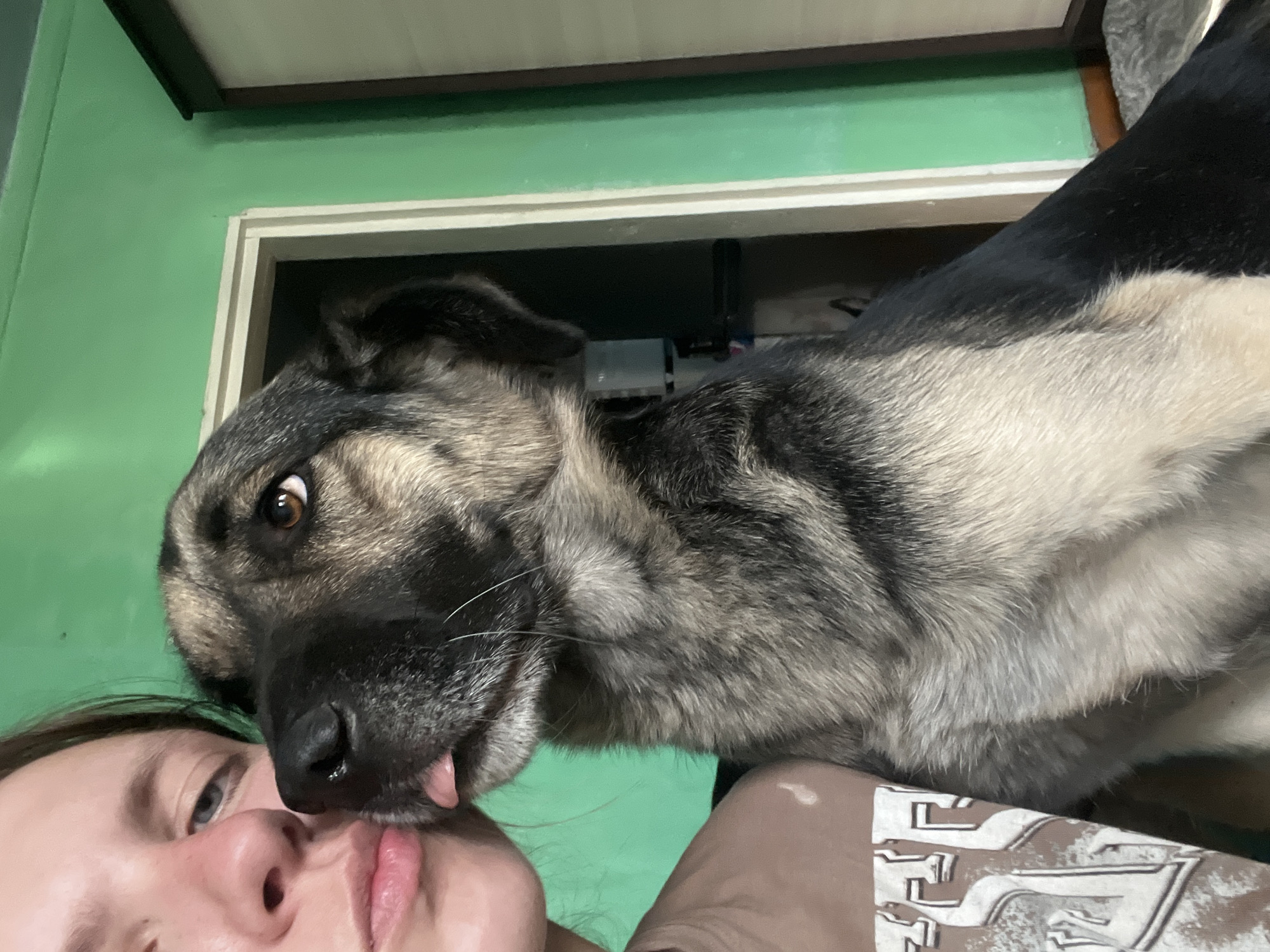 Pet interactions documented across Nizhny Tagil during afternoon hours