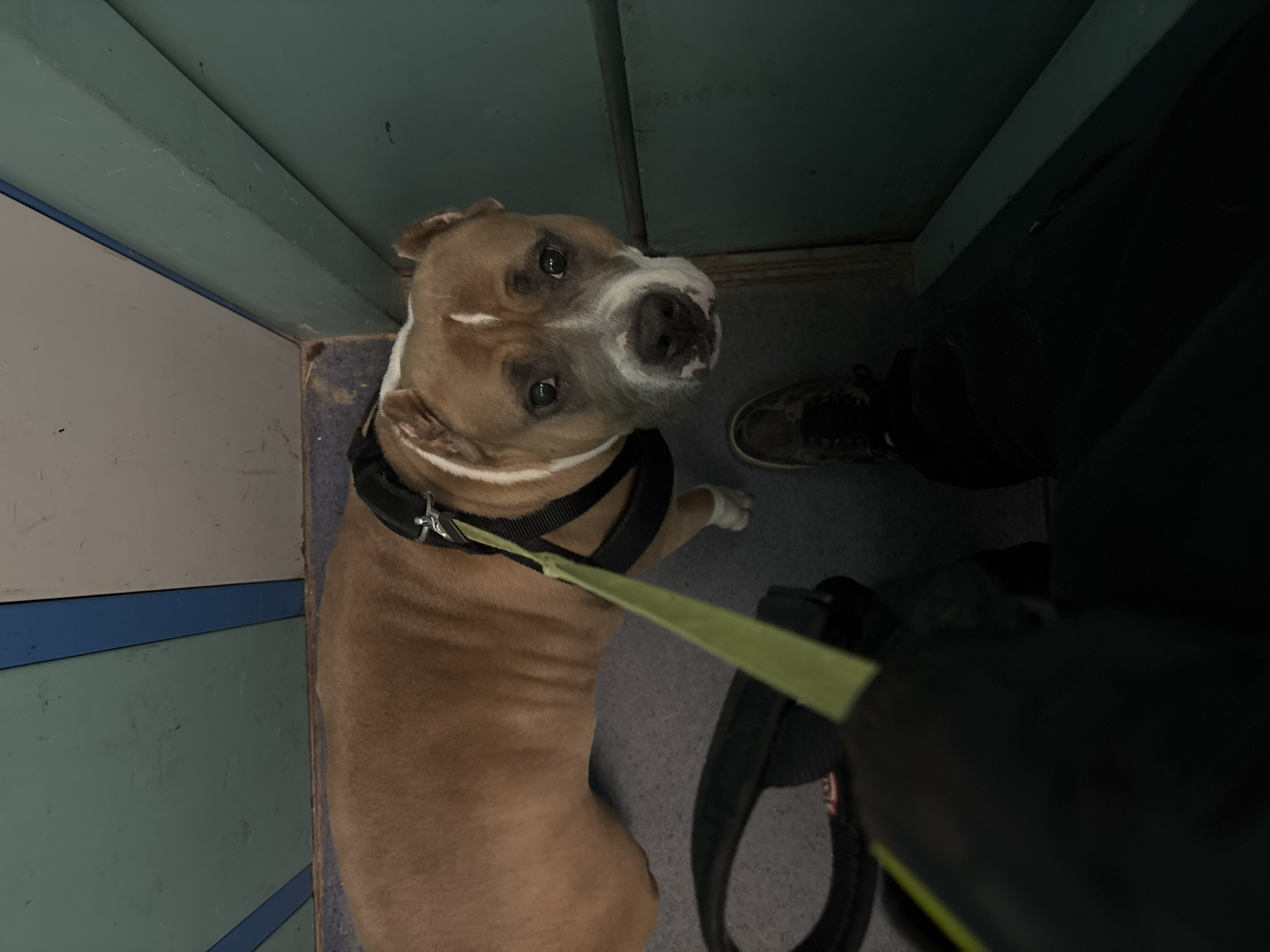 Pit Bull Terrier on leash photographed in Minsk