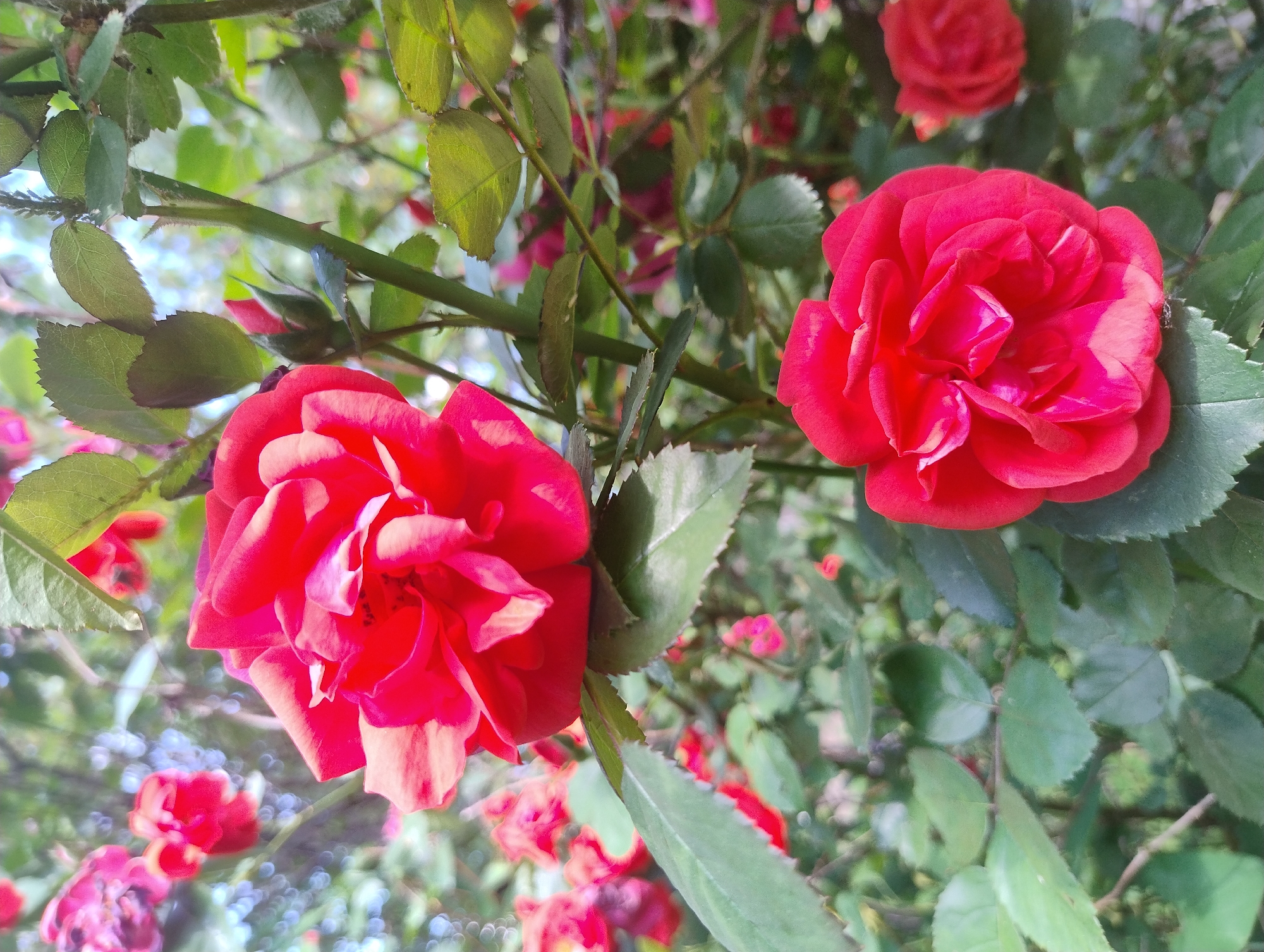 Red roses bloom in Kropyvnytskyi gardens captured by witnesses