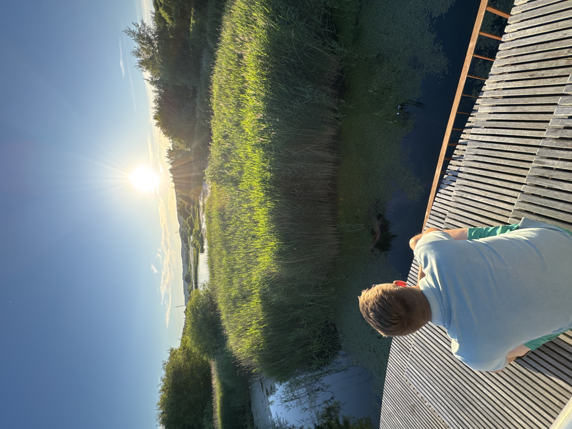 Golden hour along Vejle's wetland paths on midsummer evening