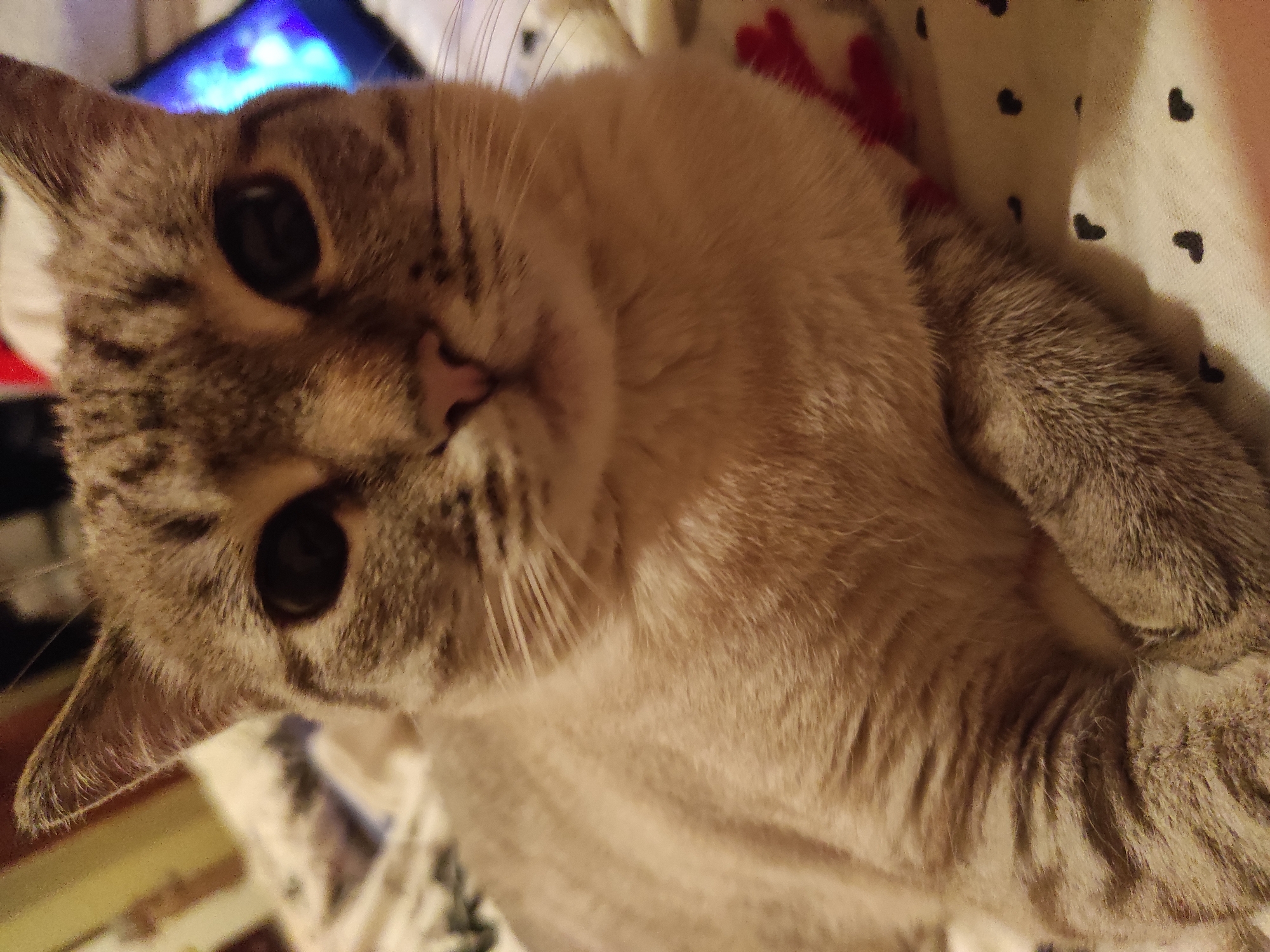 Tabby cat relaxes on a blanket in Poltava
