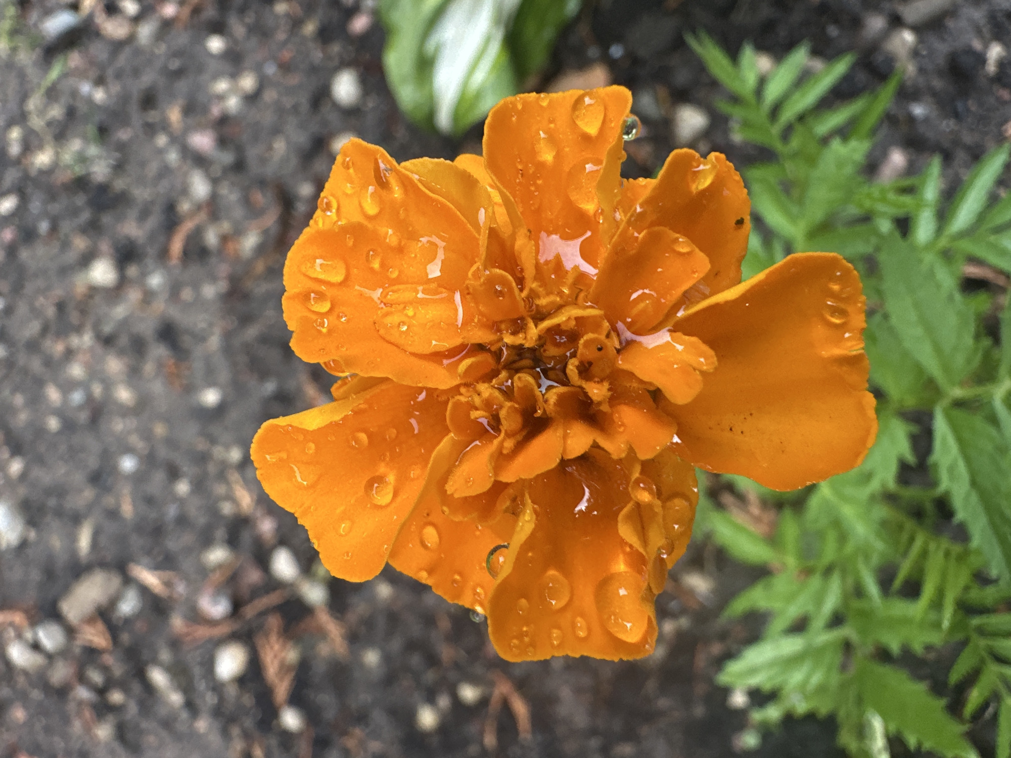 Rain-kissed garden flowers in close-up, Vilnius