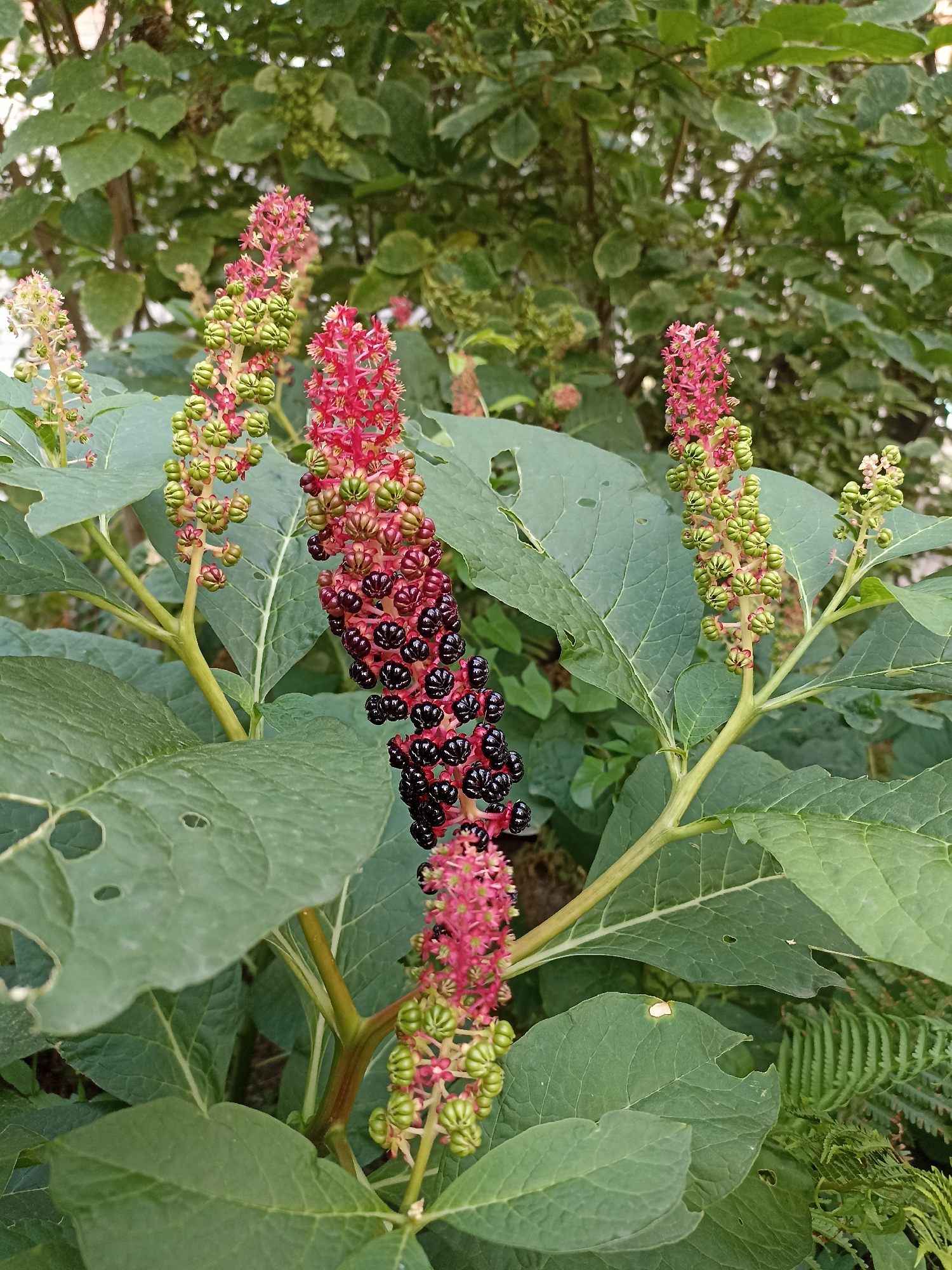 Flowers, berries, and architecture in a Novosibirsk neighborhood