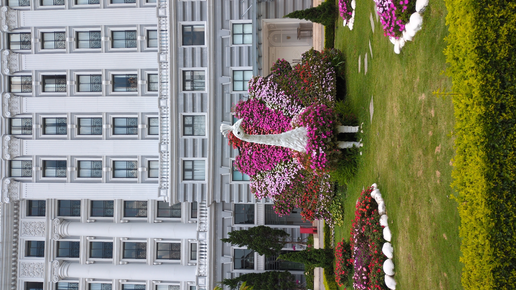 Floral peacock sculpture spotted at Da Lat hotel gardens