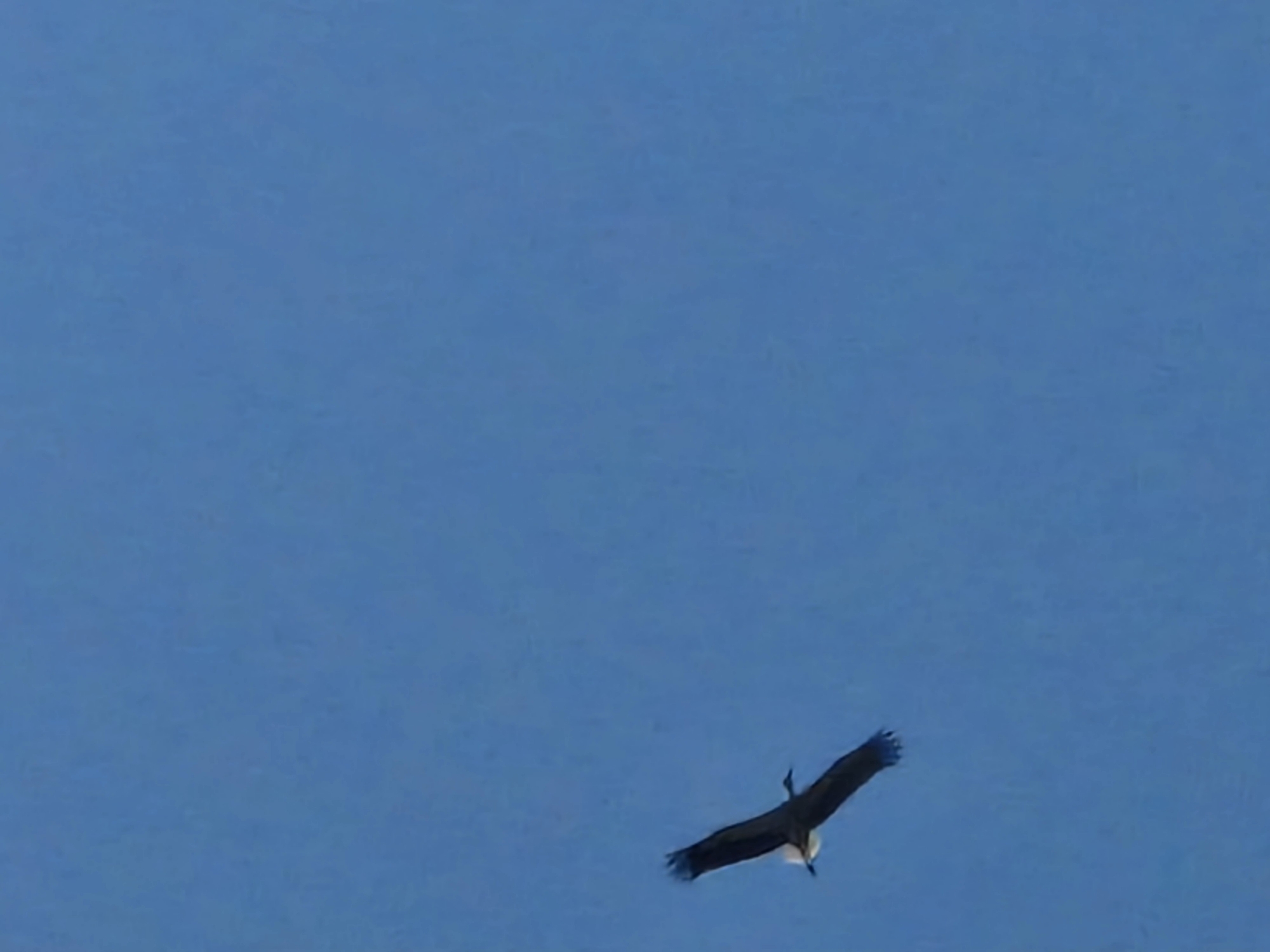 Bird in flight and curious tabby cat, Kalynove morning
