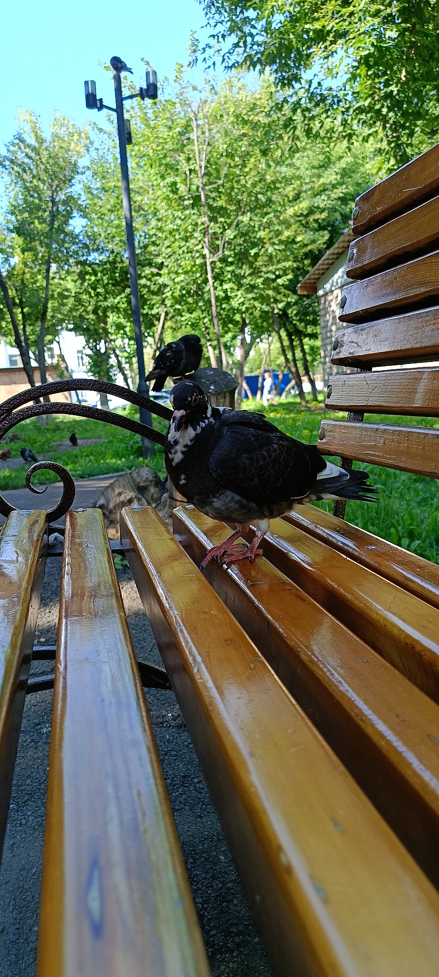 Pigeons going about their day in a Krasnoyarsk park