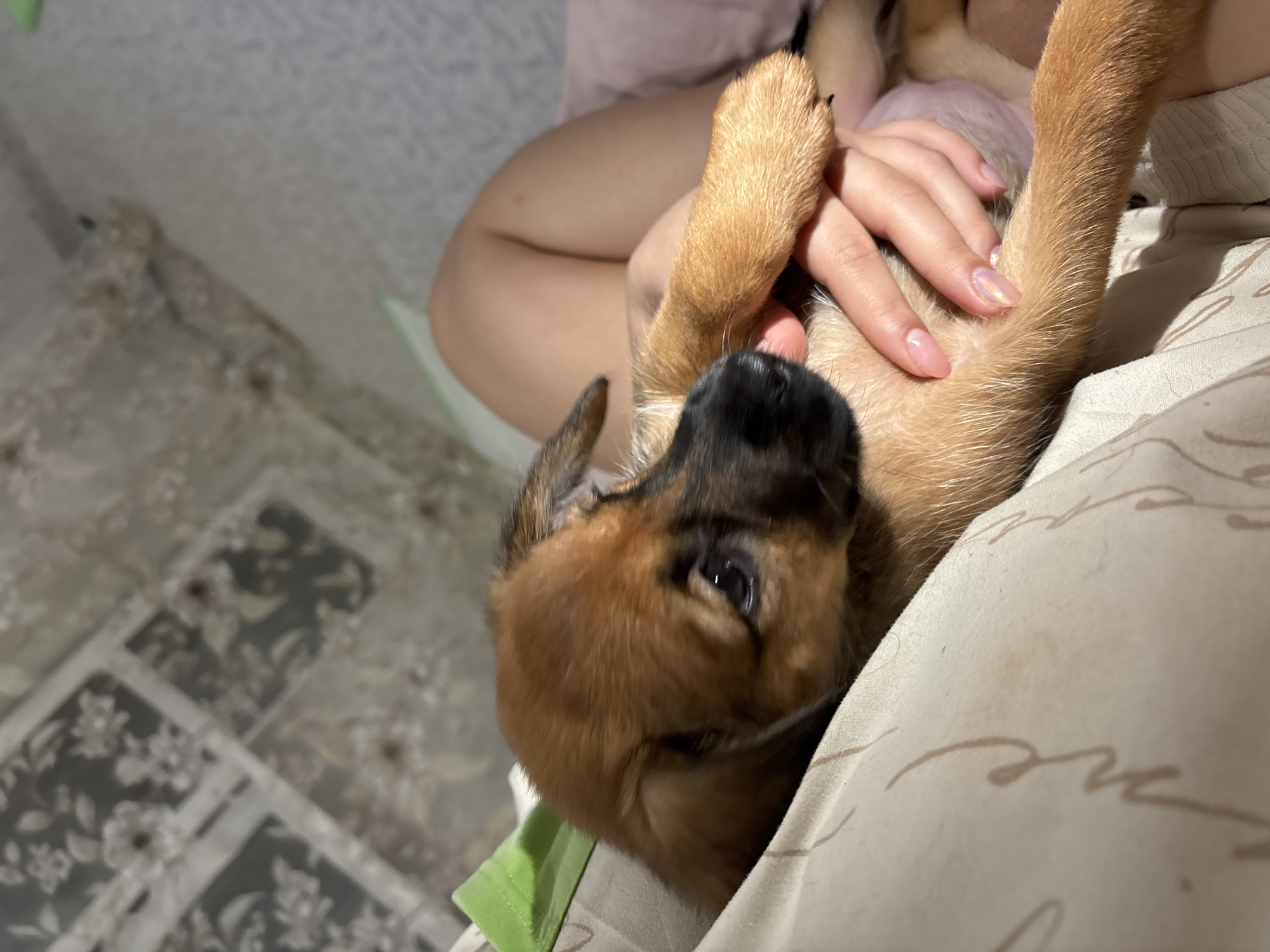 Puppies play and rest indoors during 29-minute observation period