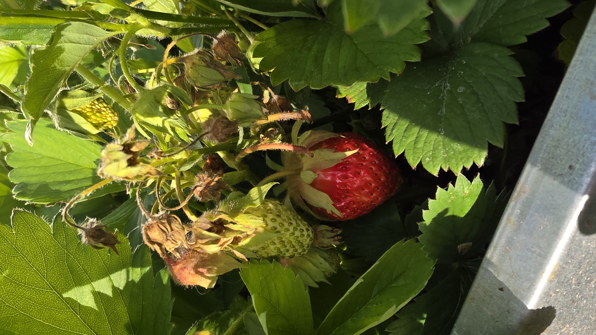 Spider with egg sac observed in strawberry garden