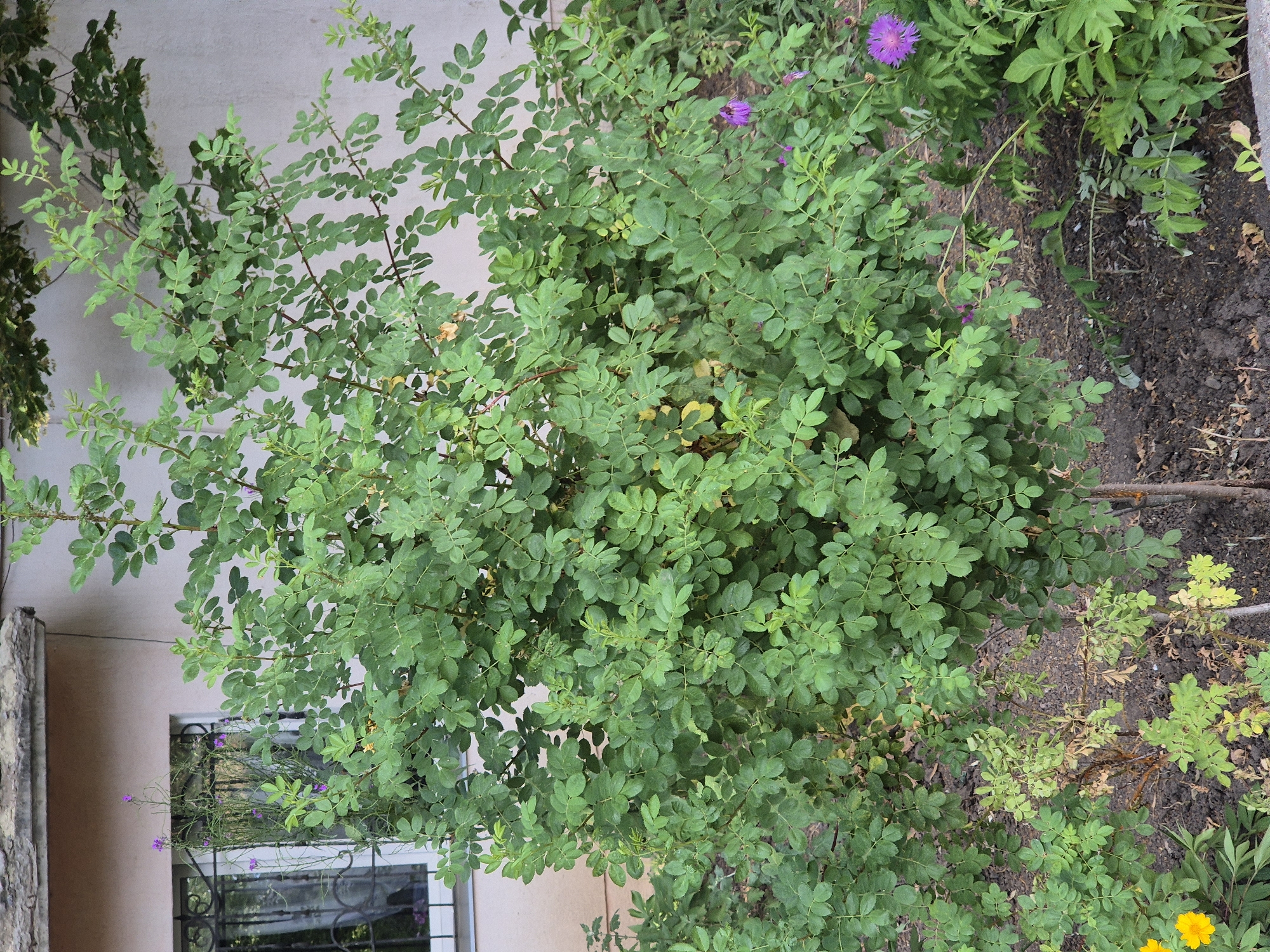 Sozonivka village life: streets, gardens, and everyday scenes