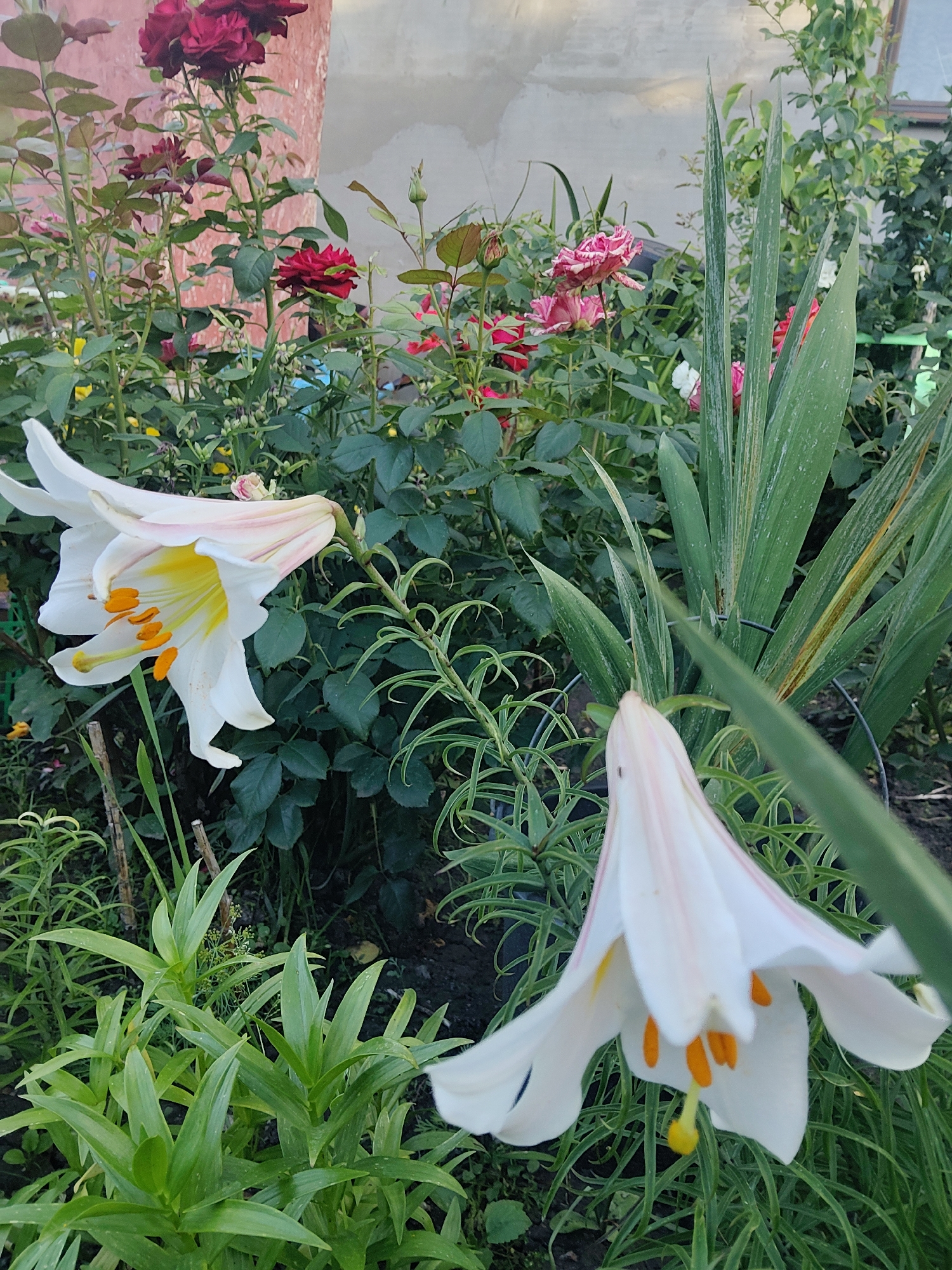 Roses and lilies in full bloom, Donetsk garden