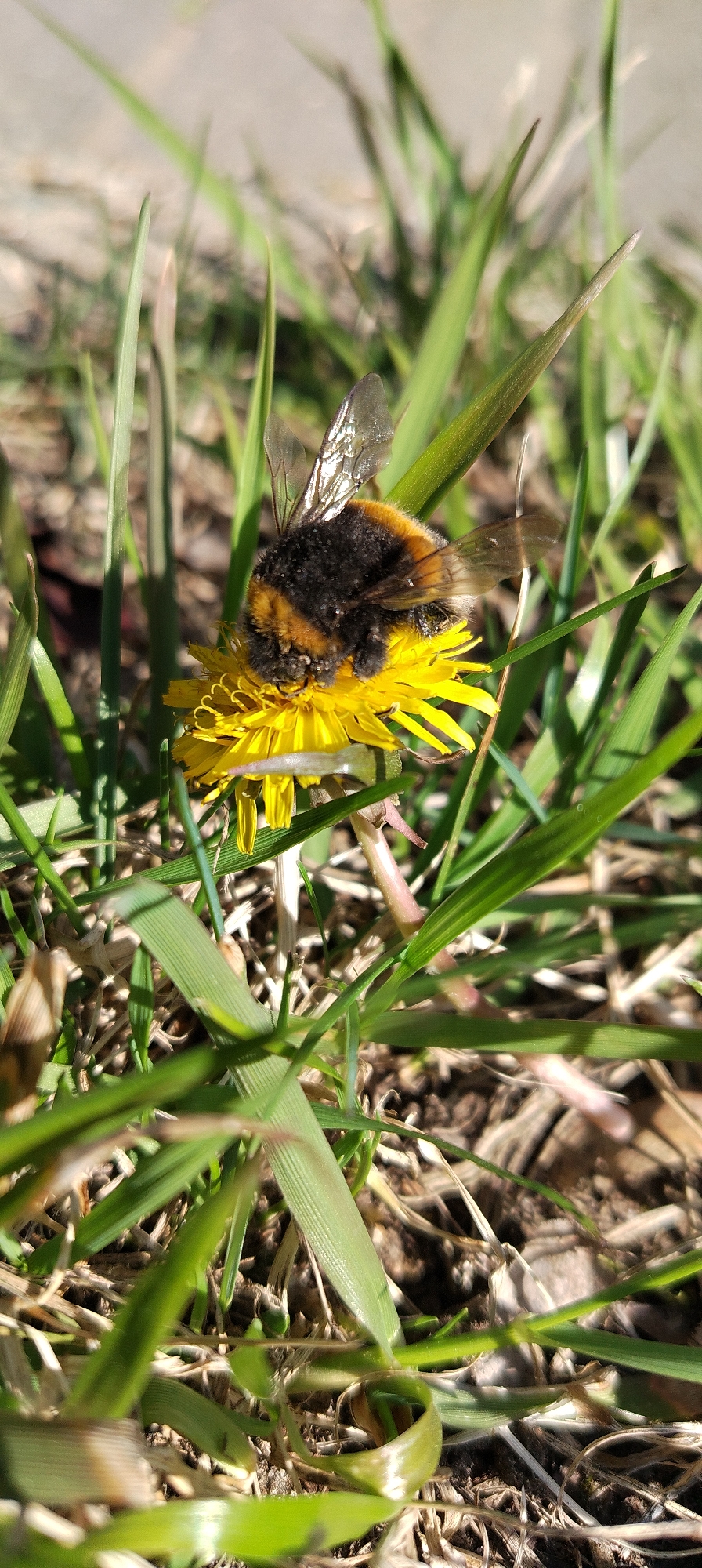 Spring morning observations include bees, flowers, and seasonal changes