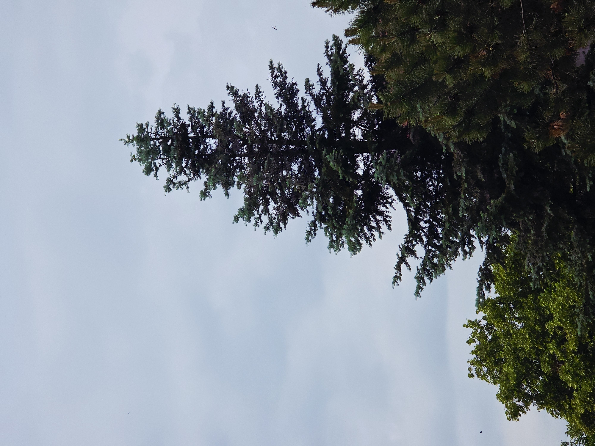 Morning nature observations capture birds, planes, clouds, flowering trees