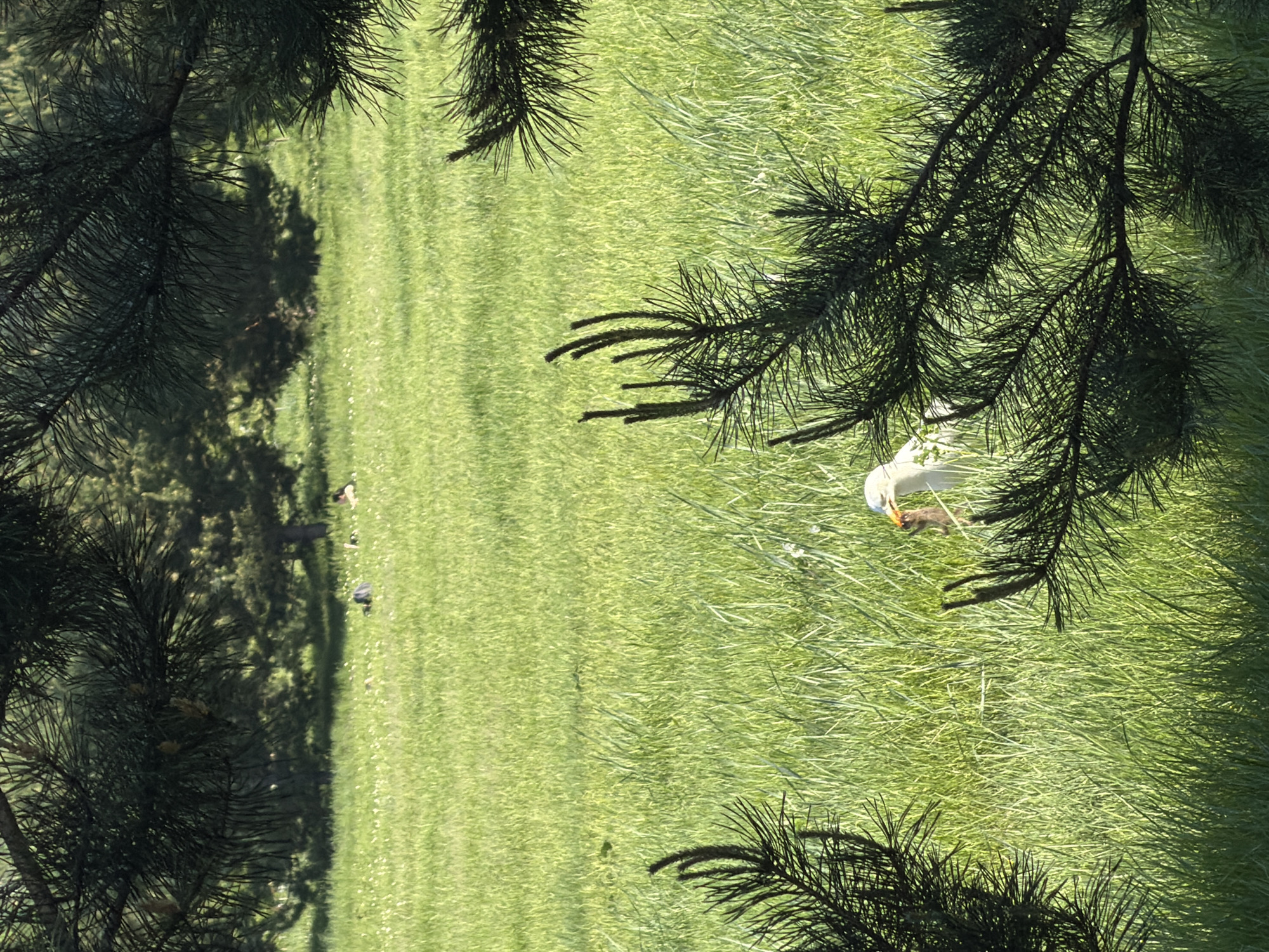 Ground squirrel spotted in sunny Krasnoyarsk park
