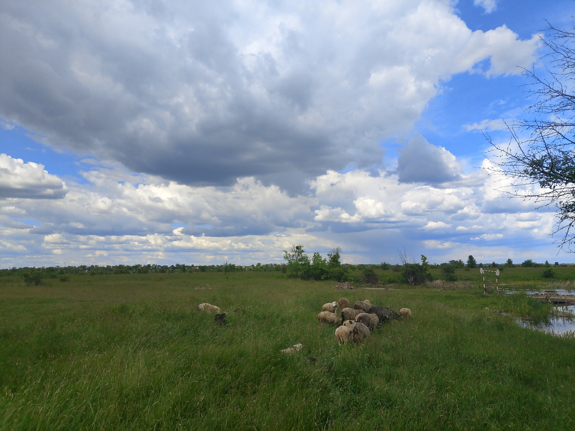 Sheep flock grazes in rural field under cloudy skies