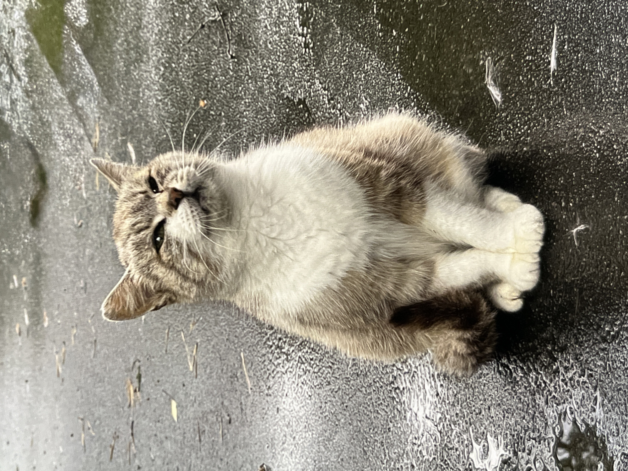 Tabby cat resting on wet asphalt, paws tucked in