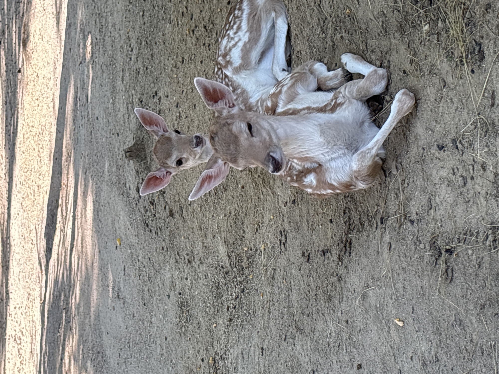 Fawns, llamas, and a white peacock at a rural Bulgarian animal enclosure