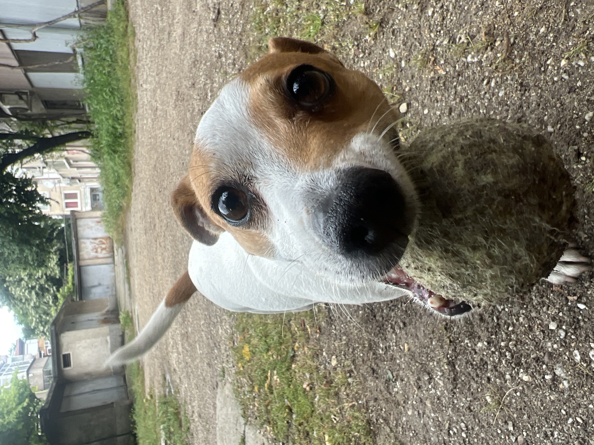 Jack Russell Terrier plays with tennis ball in Plovdiv