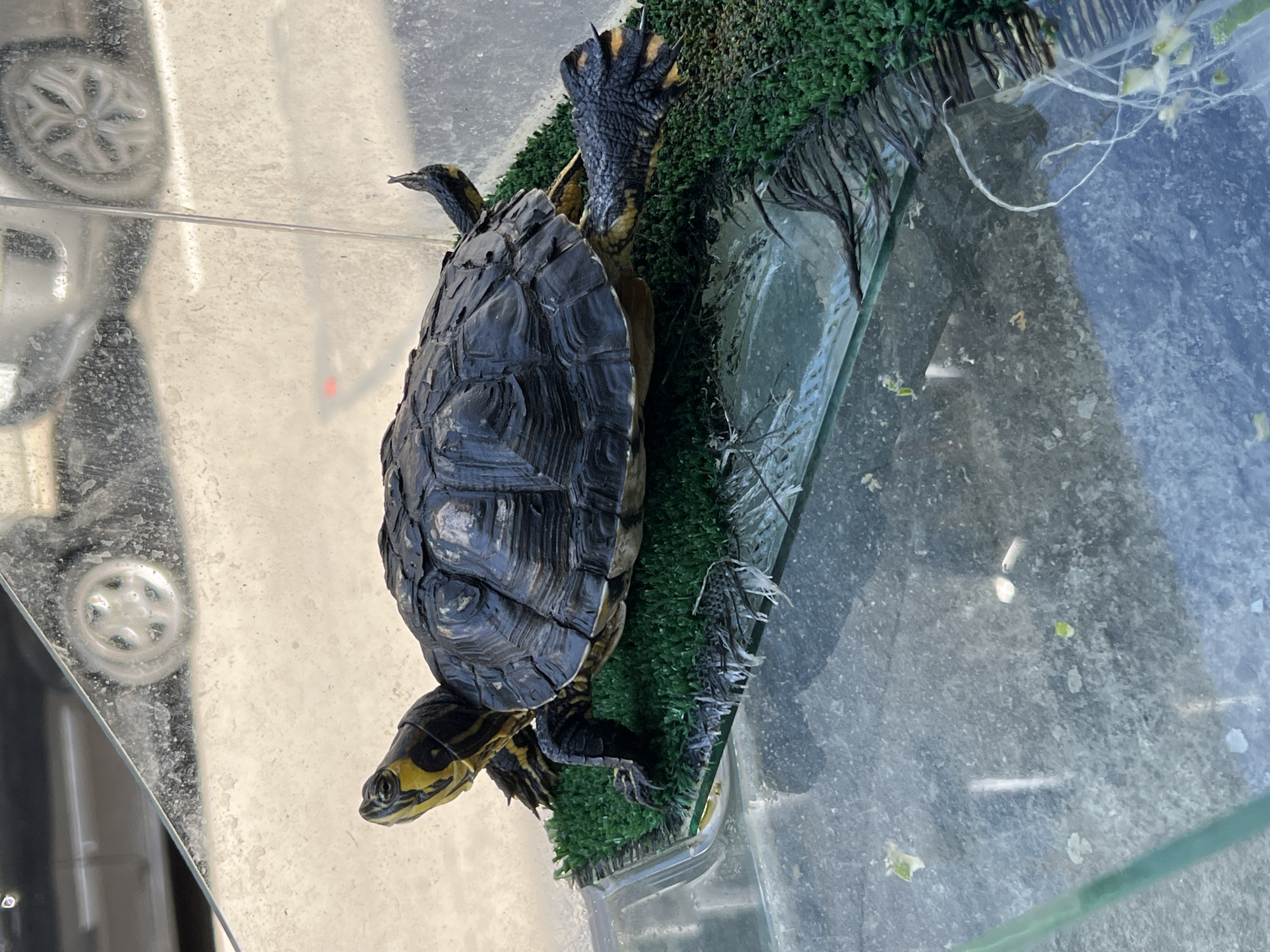Afternoon in Sofia: shop selfies, pet turtles, and everyday details