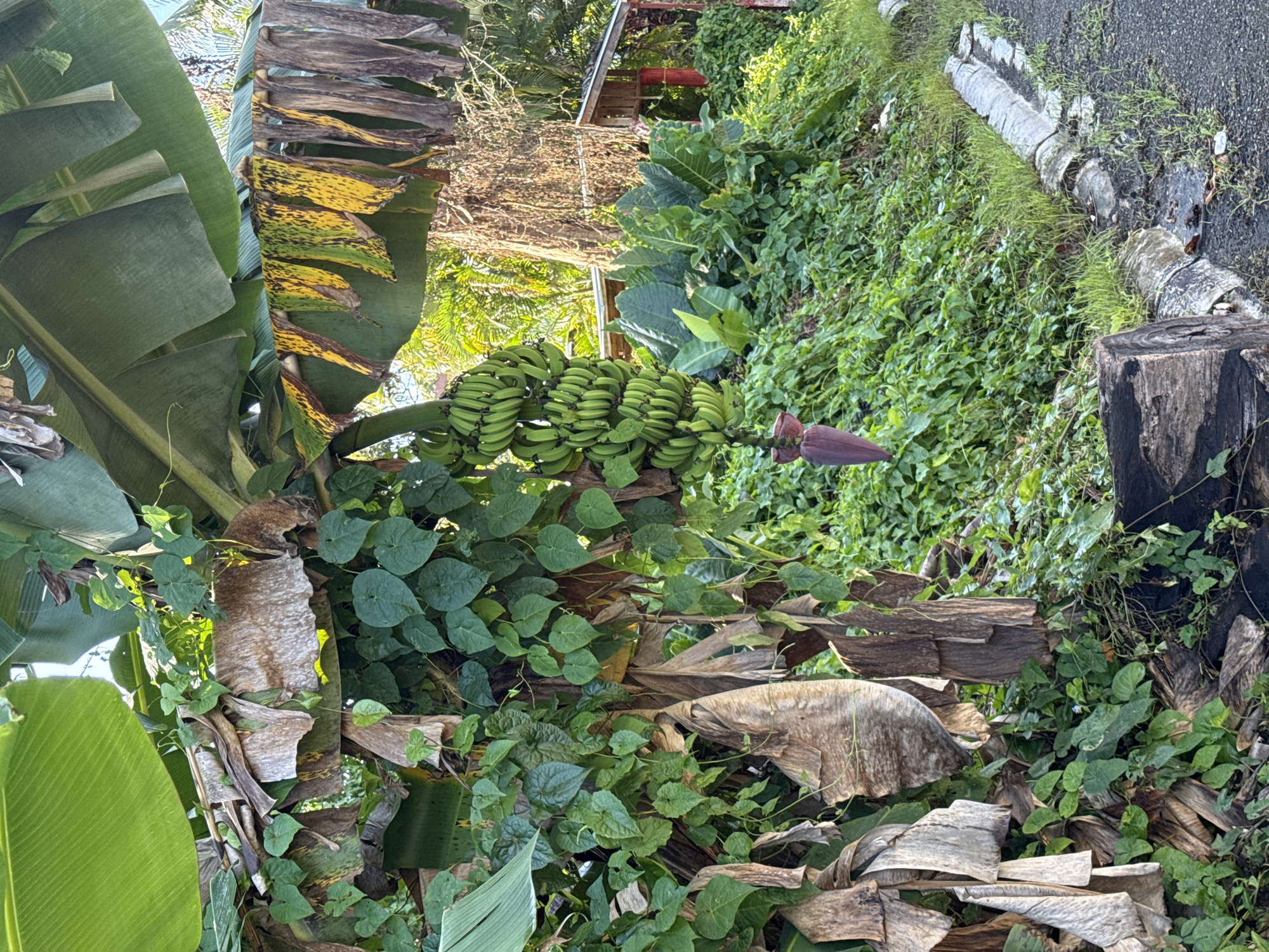 Quiet residential moments captured in Cabarete, Dominican Republic