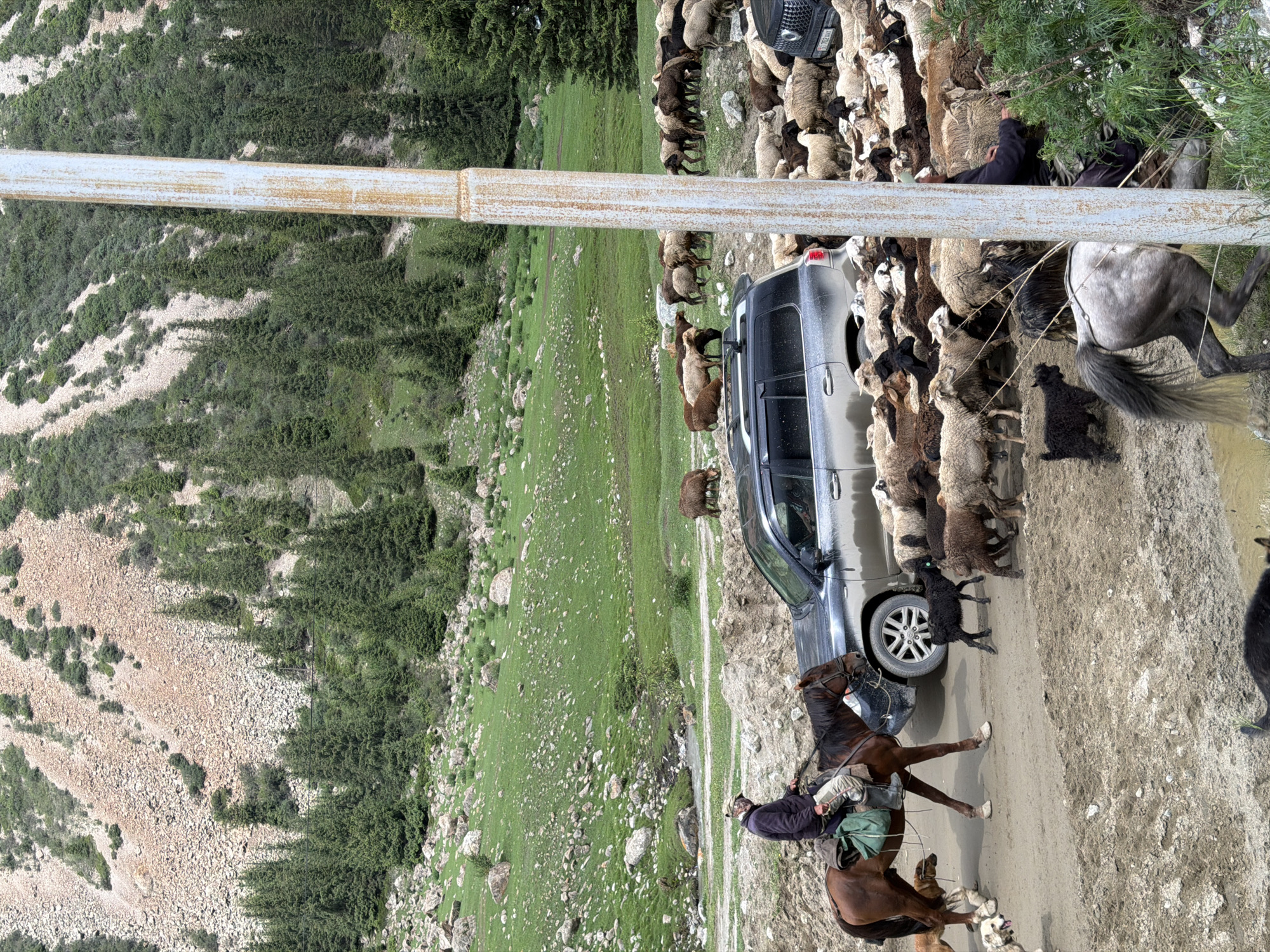 Sheep herd takes over a mountain road in Kyrgyzstan