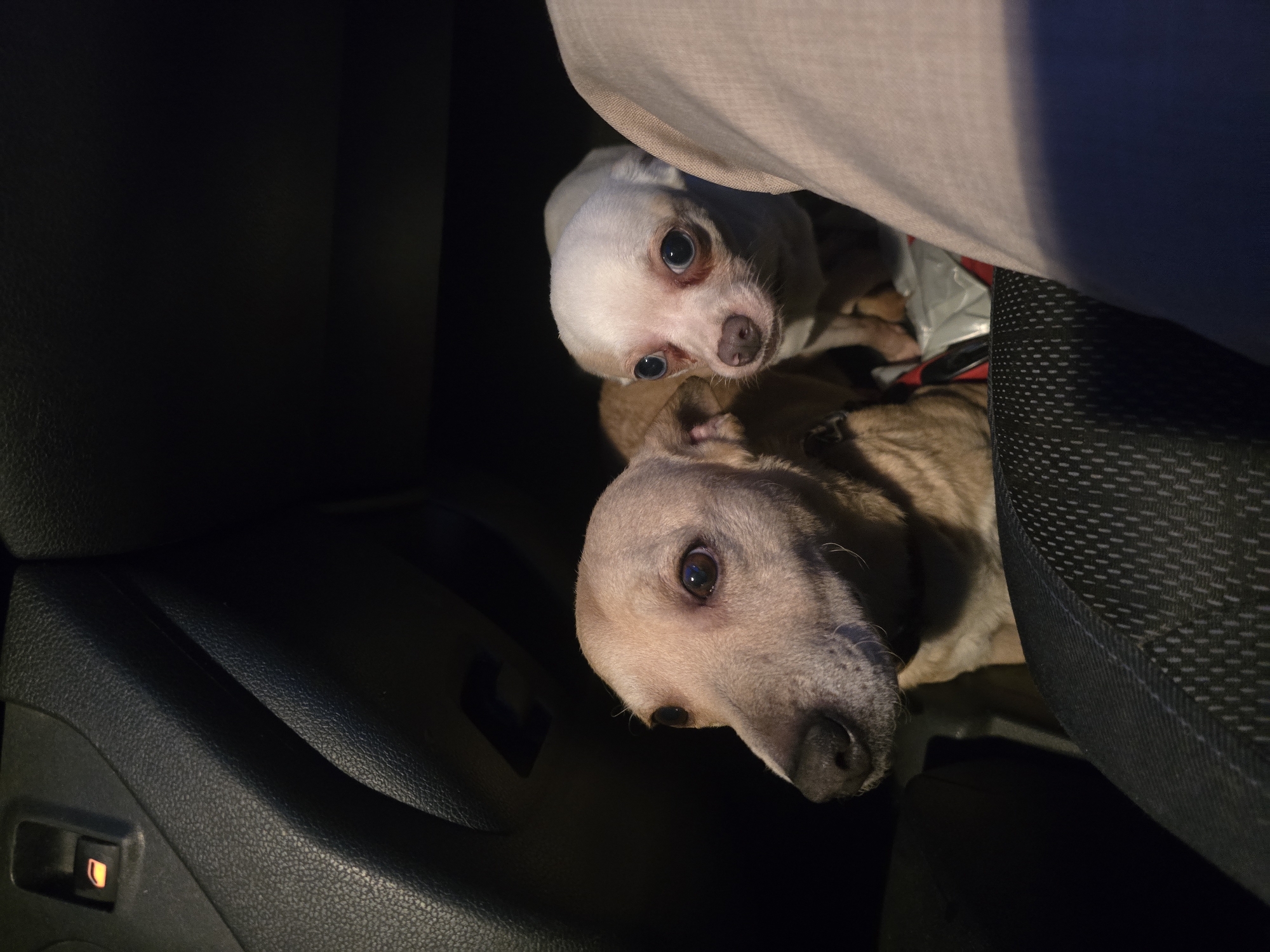 Two dogs spotted in car passenger seat in Leers