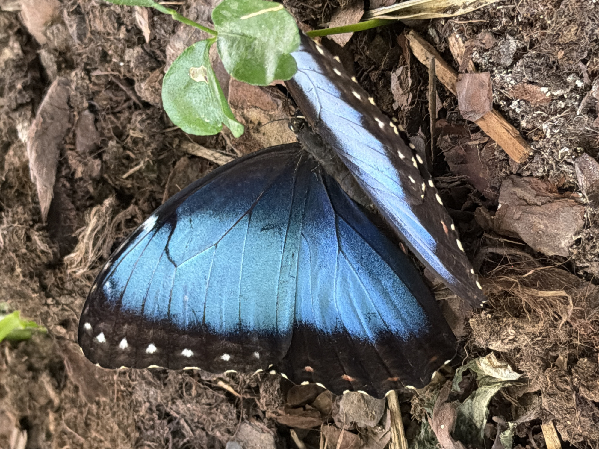 Butterfly enthusiast documents diverse species in Plovdiv garden