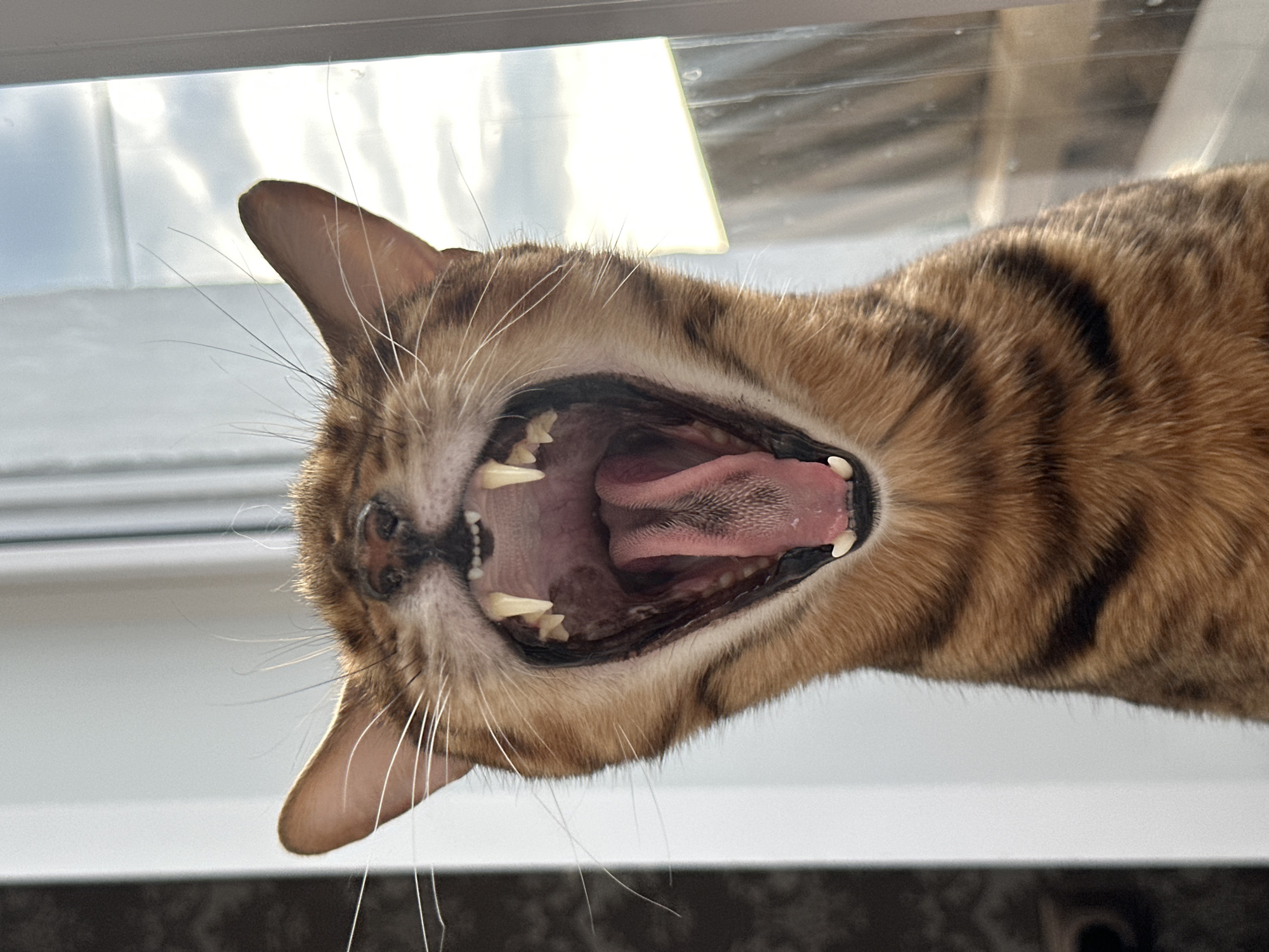 Bengal cat up close in Energetik, Russia