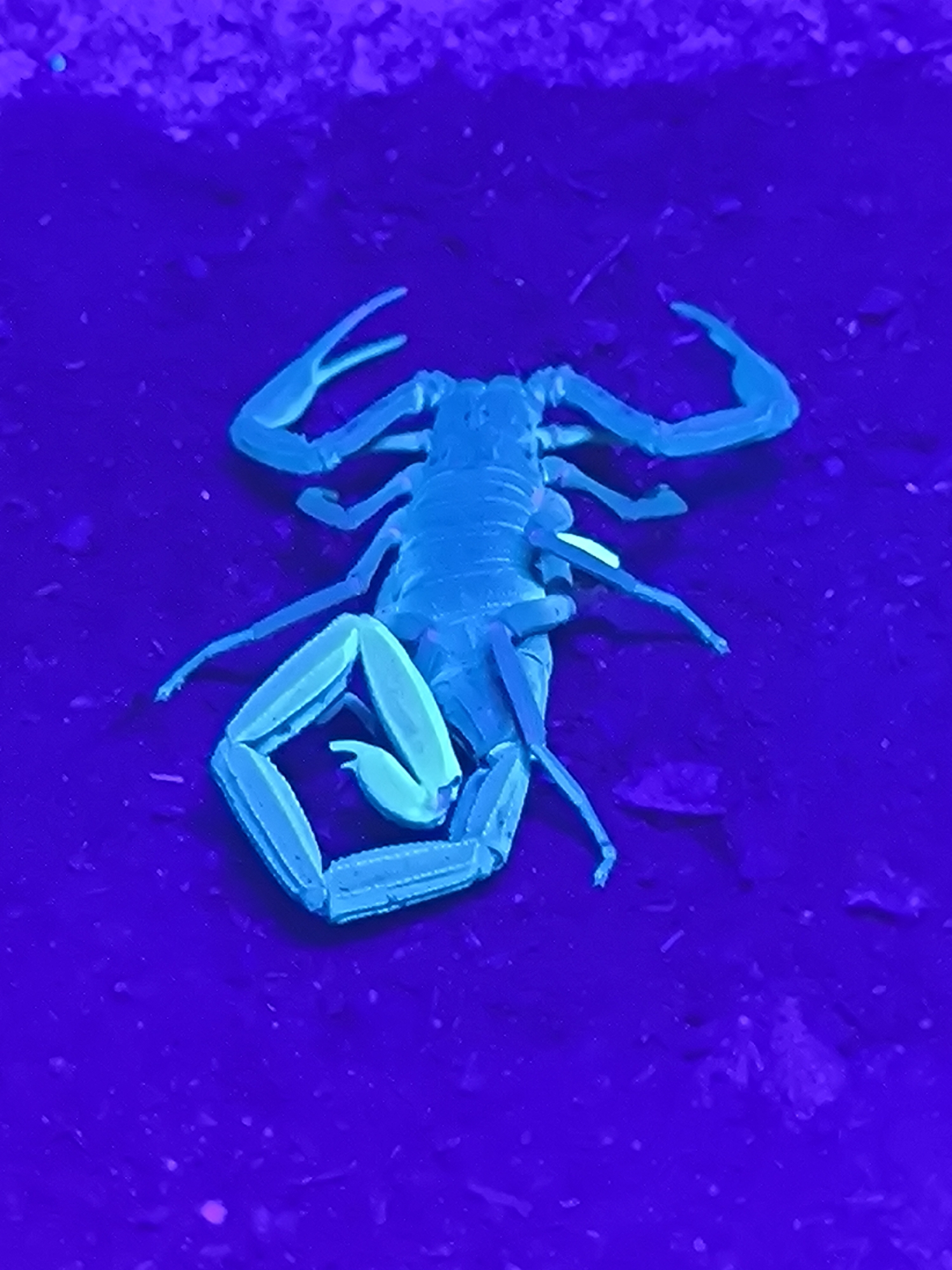 Scorpion glows blue under UV light in Riga