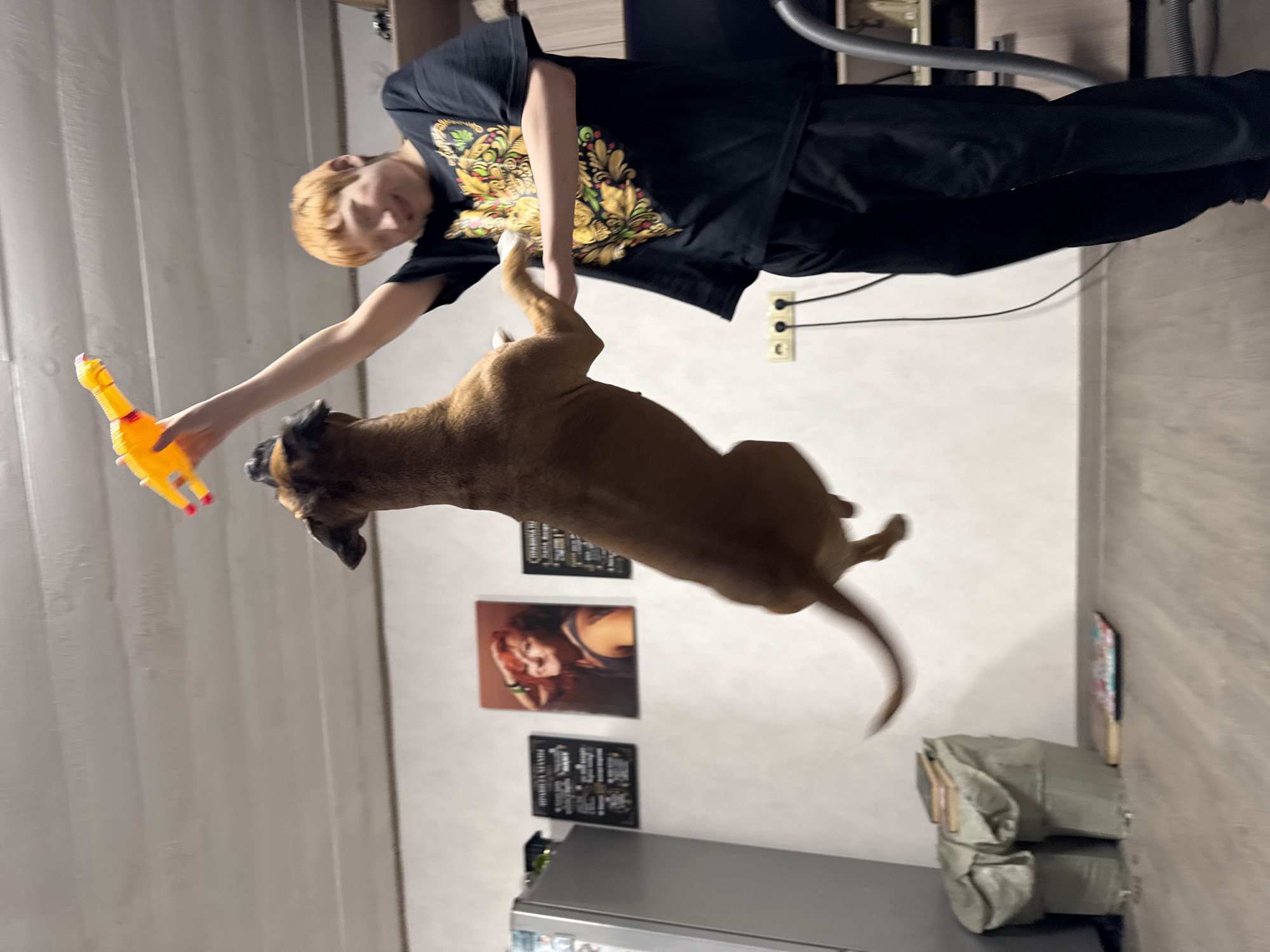 Family plays with boxer dog using rubber chickens in Chaikovsky