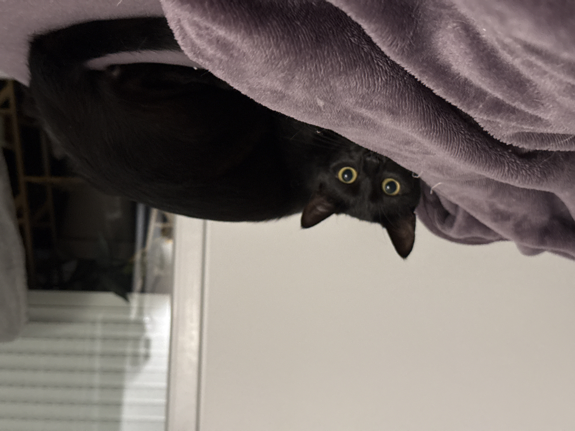 Black cat on a purple blanket, doing cat things
