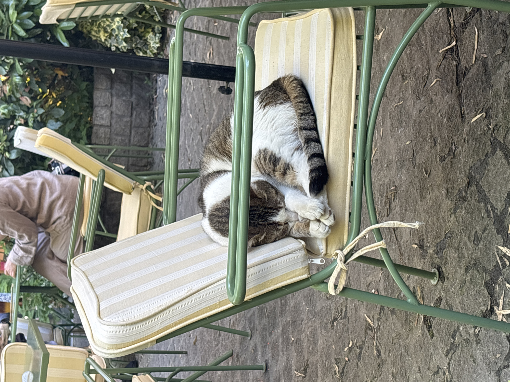 Cat naps on cushioned patio chair in Belgrade