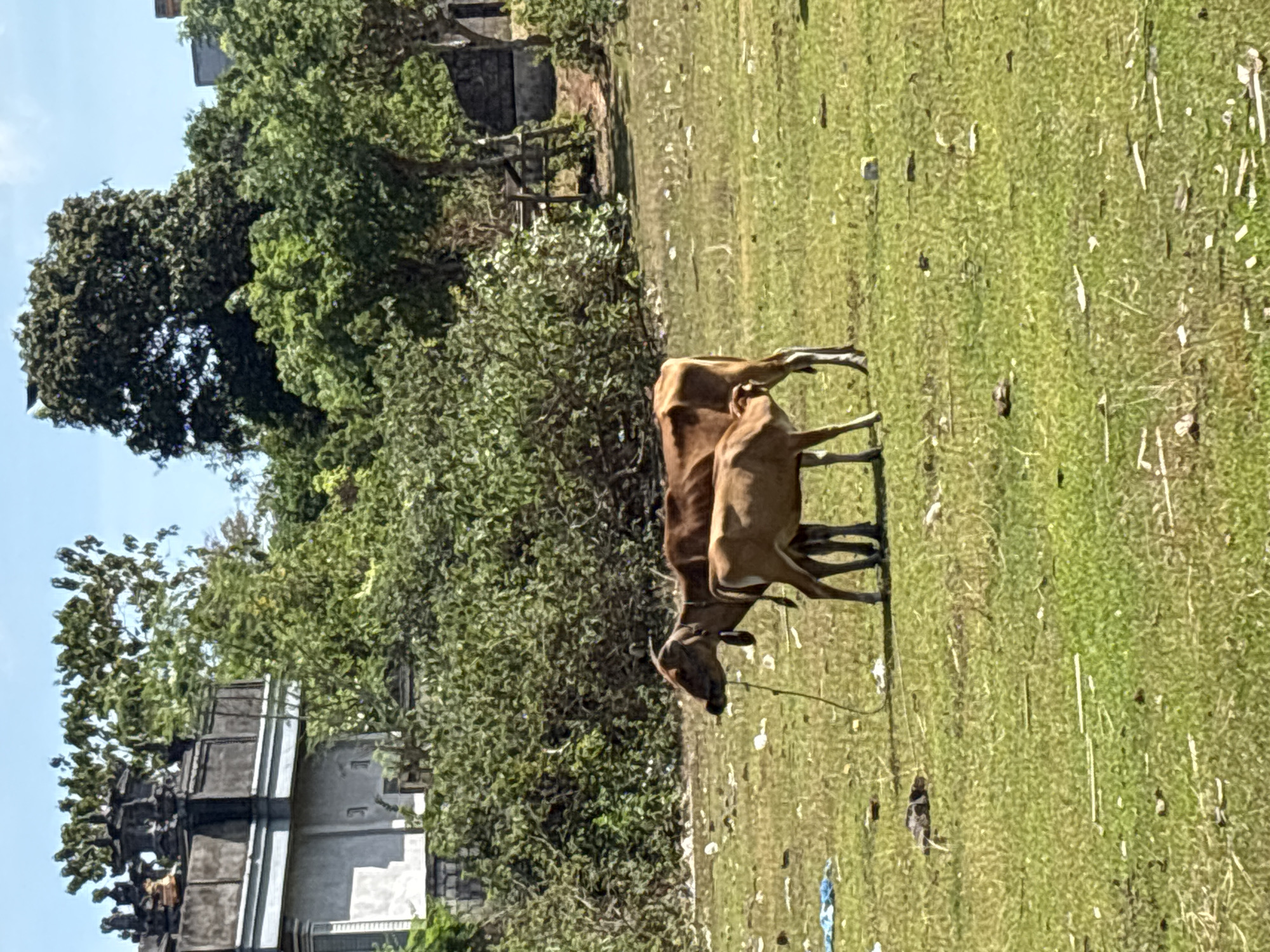 Cows graze a littered field in Kuta Selatan, Bali