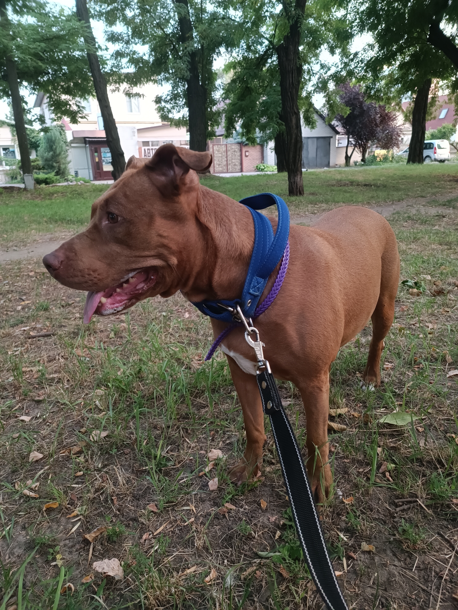 Pit bull on a leash in a Zaporizhzhia park, summer afternoon