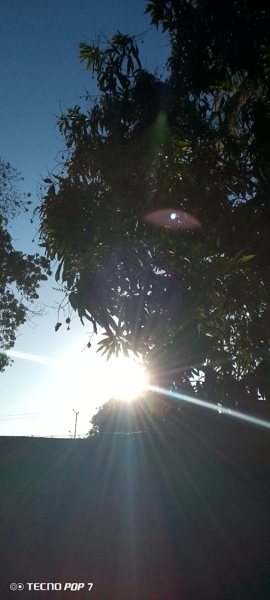 Resident documents golden hour sunlight through trees in Venezuela