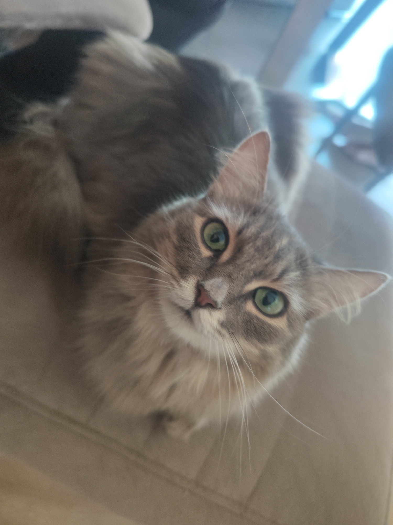 Grey tabby cat photographed indoors in Chaikovsky, Russia
