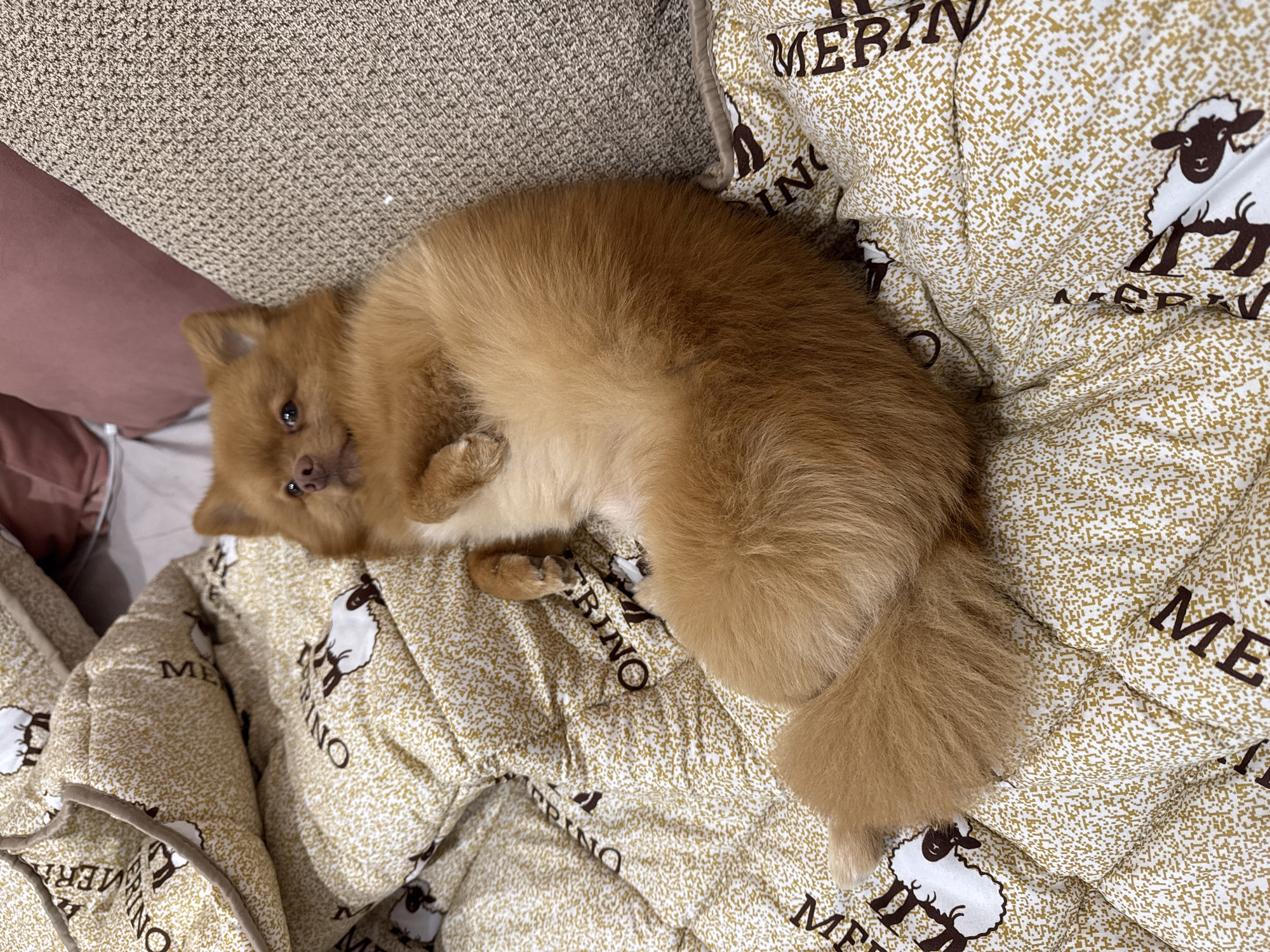 Dog rests on sheep-patterned blanket in Bulgarian home