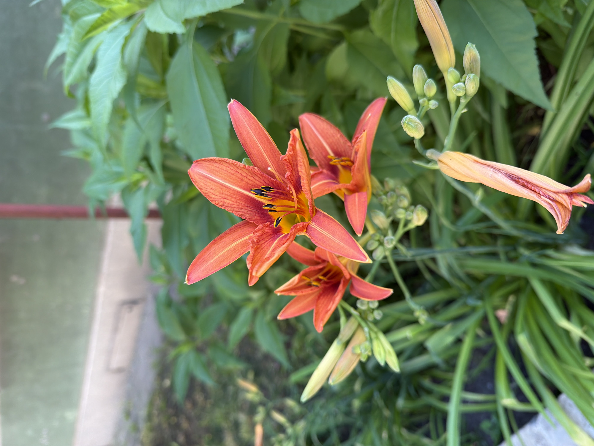 Dawn park maintenance and flower blooms documented in Sofia