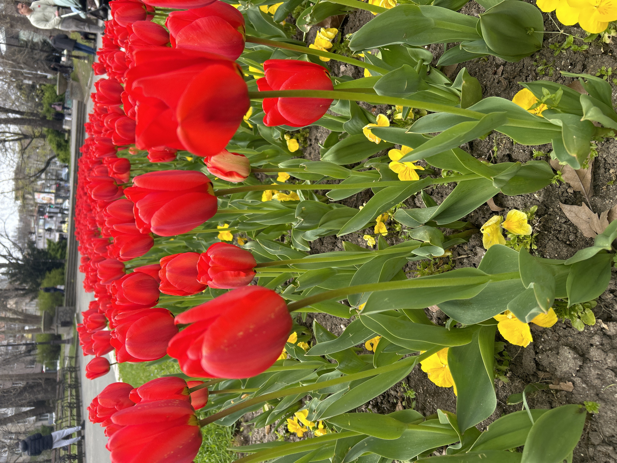 Spring scenes and cats documented in Varna, Bulgaria
