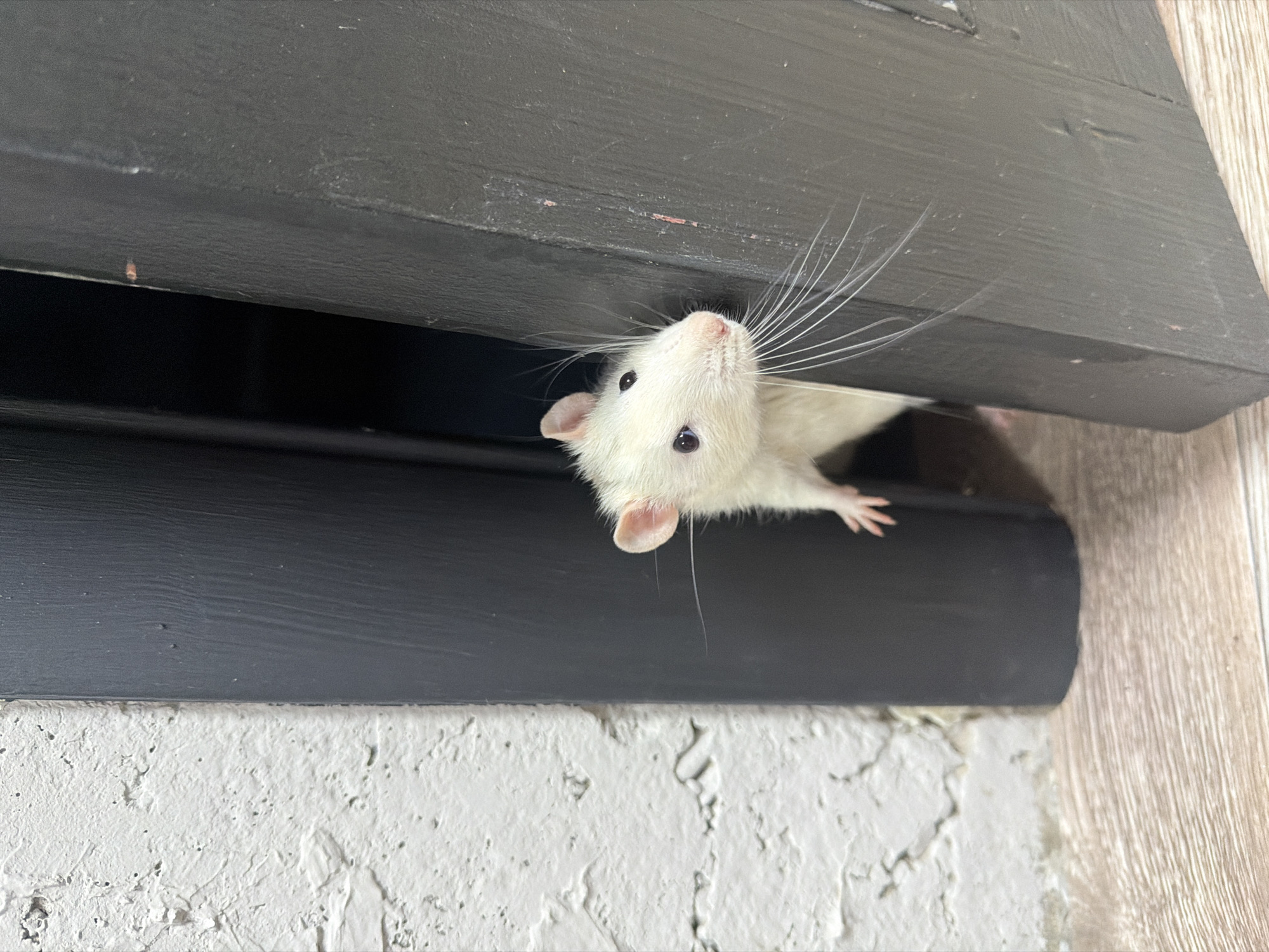 Dog watches rats emerge from furniture in Markovo home
