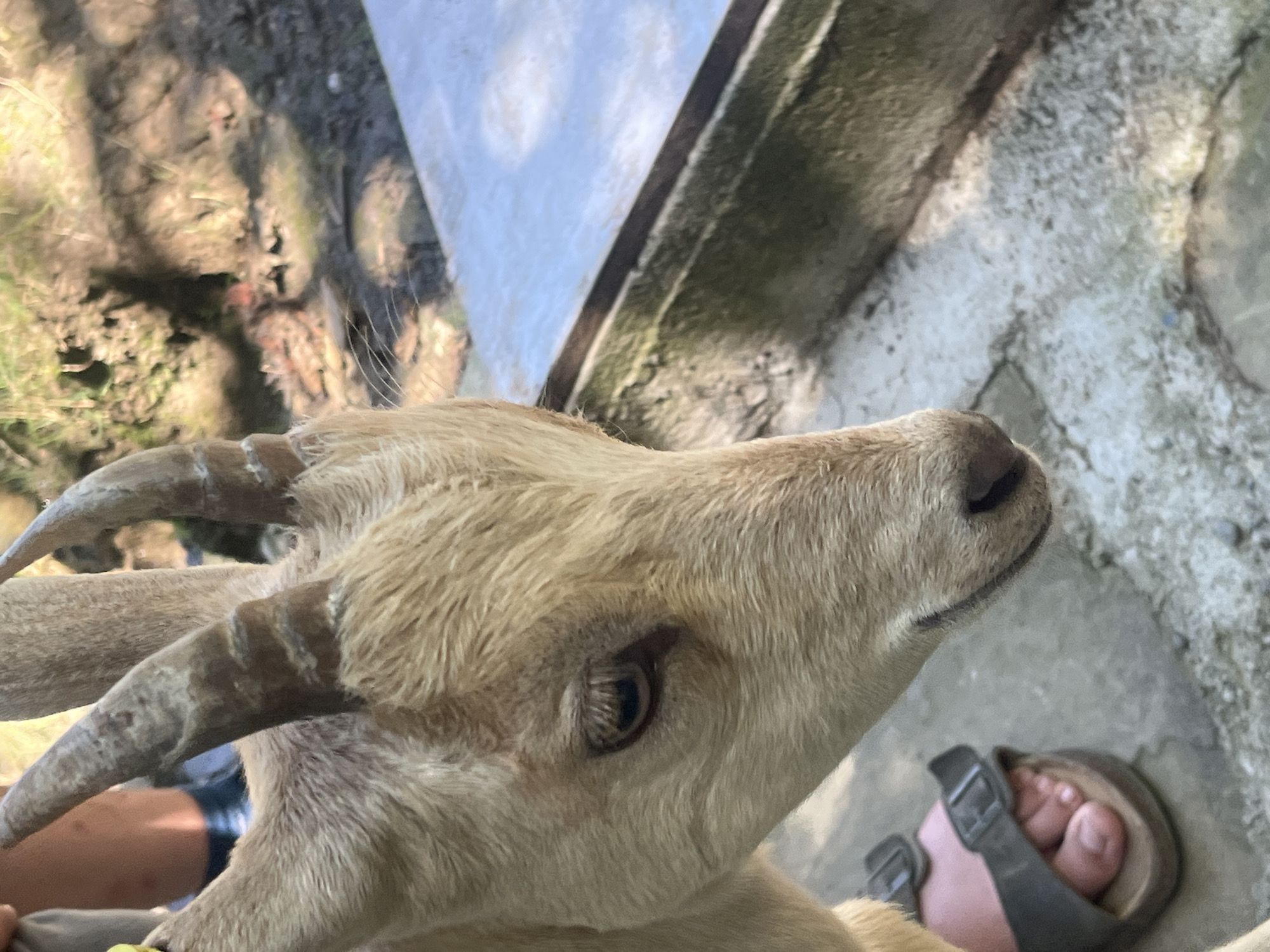Morning at a petting zoo in Progress, Russia