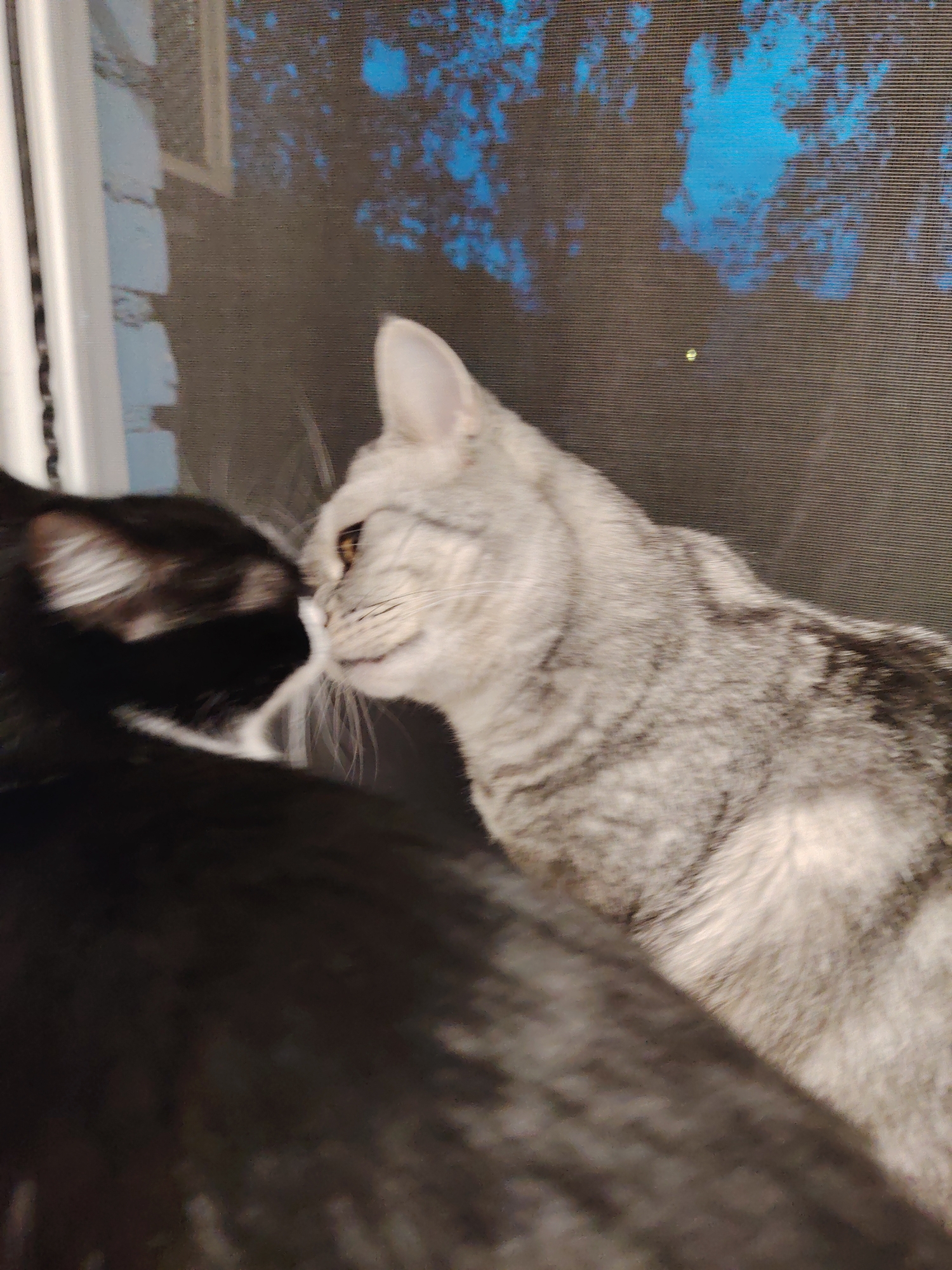 Domestic cats observed in routine indoor activities throughout afternoon