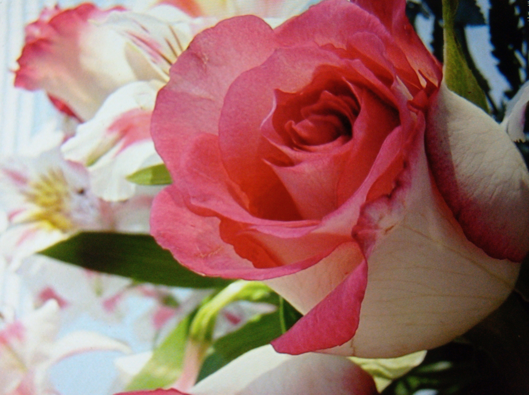 Eclectic image dump: animals, flowers, and digital art from Mukachevo