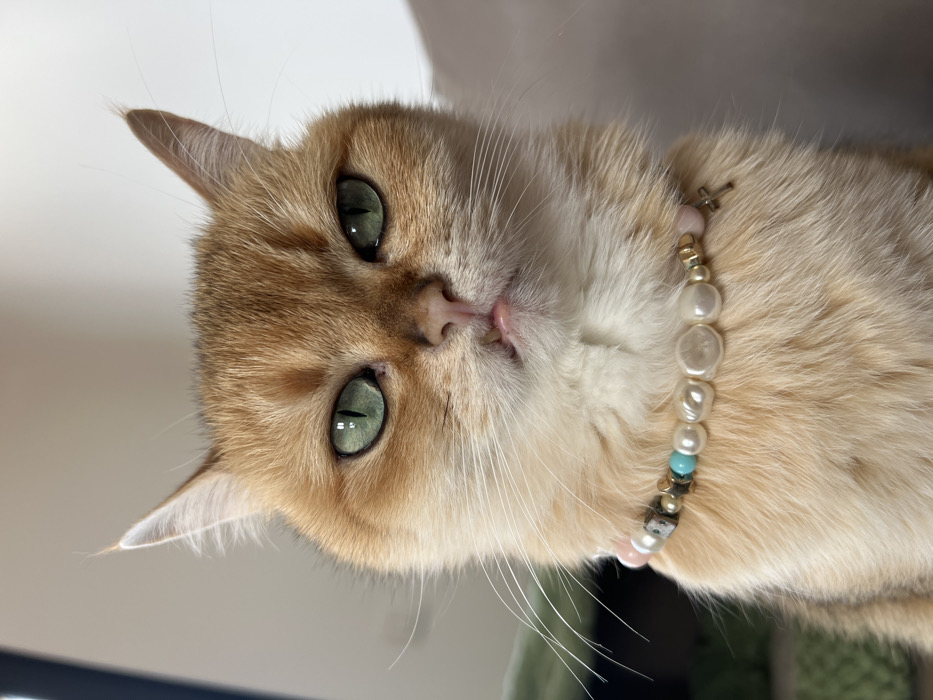 Cat photographed in multiple Montenegro locations during afternoon session