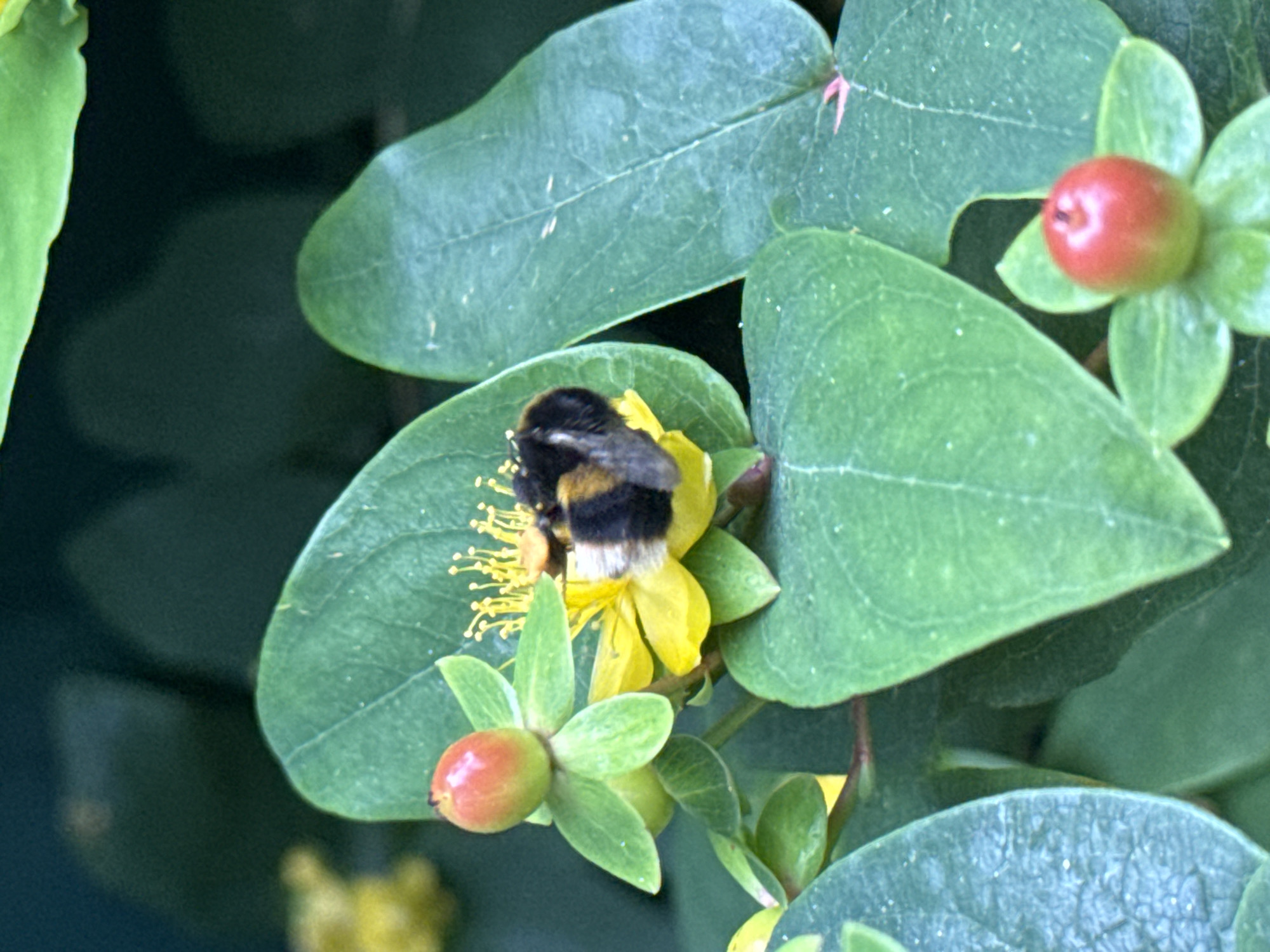 Bees, buds, and a smiling baby on a June morning